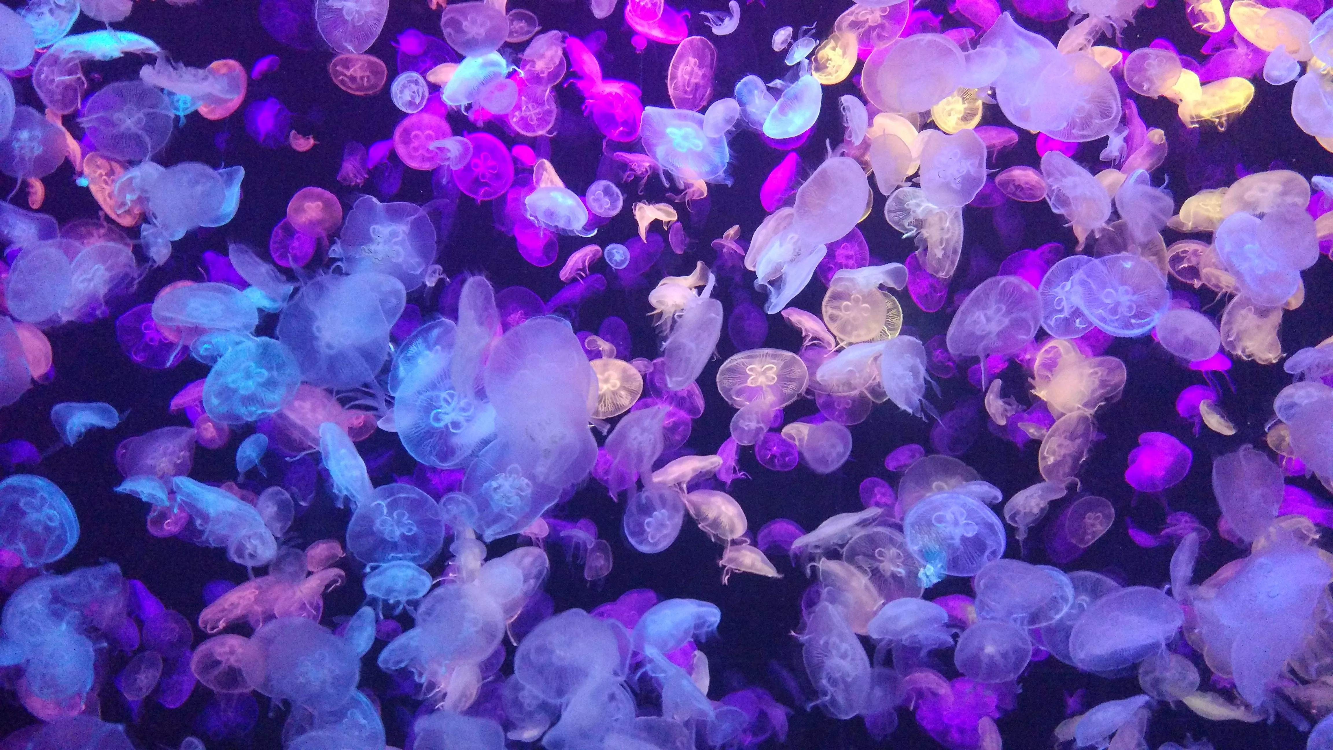 Underwater Animal Jellyfish 4k