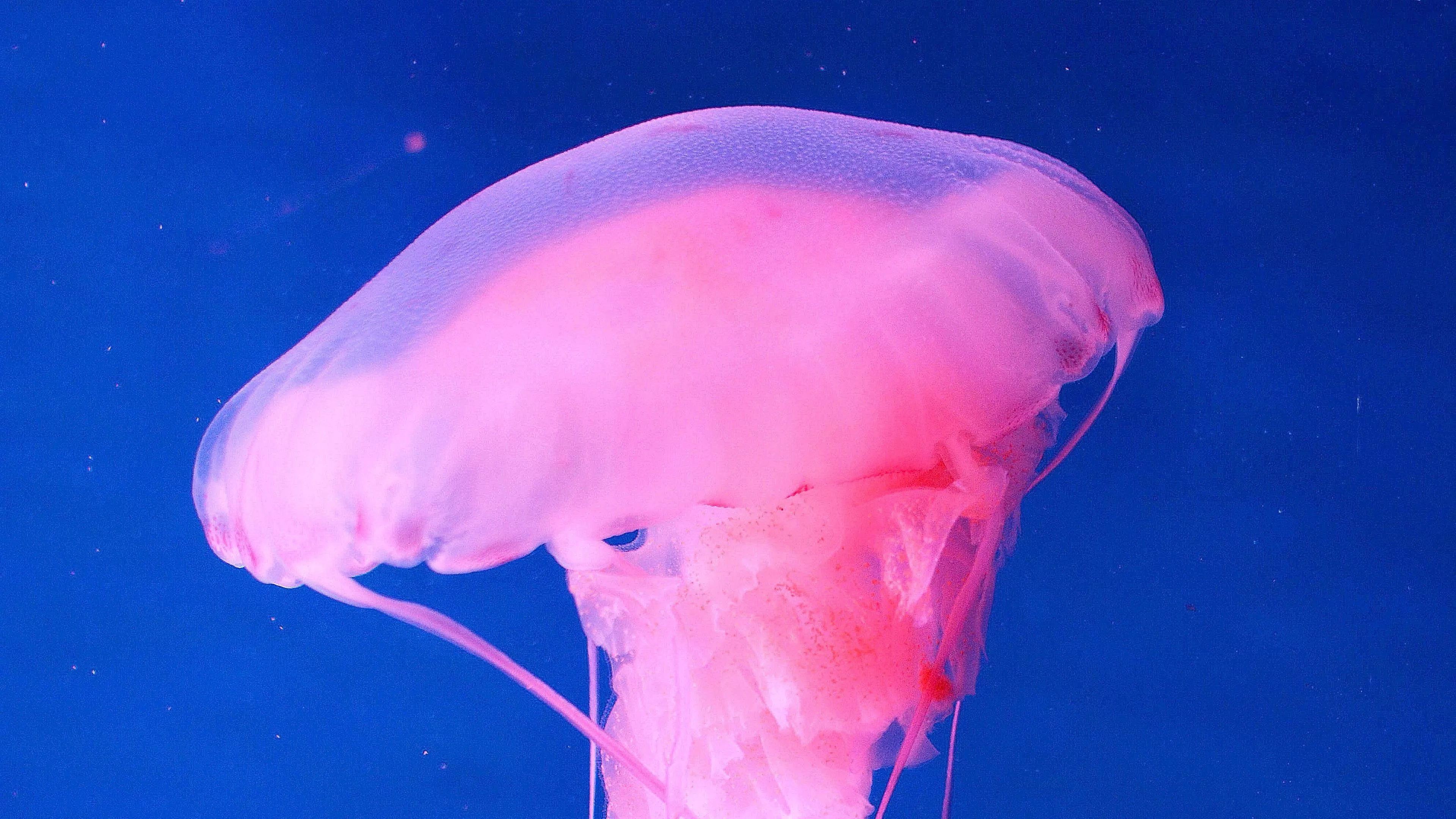 Pink Jellyfish Underwater 4K HD Animals