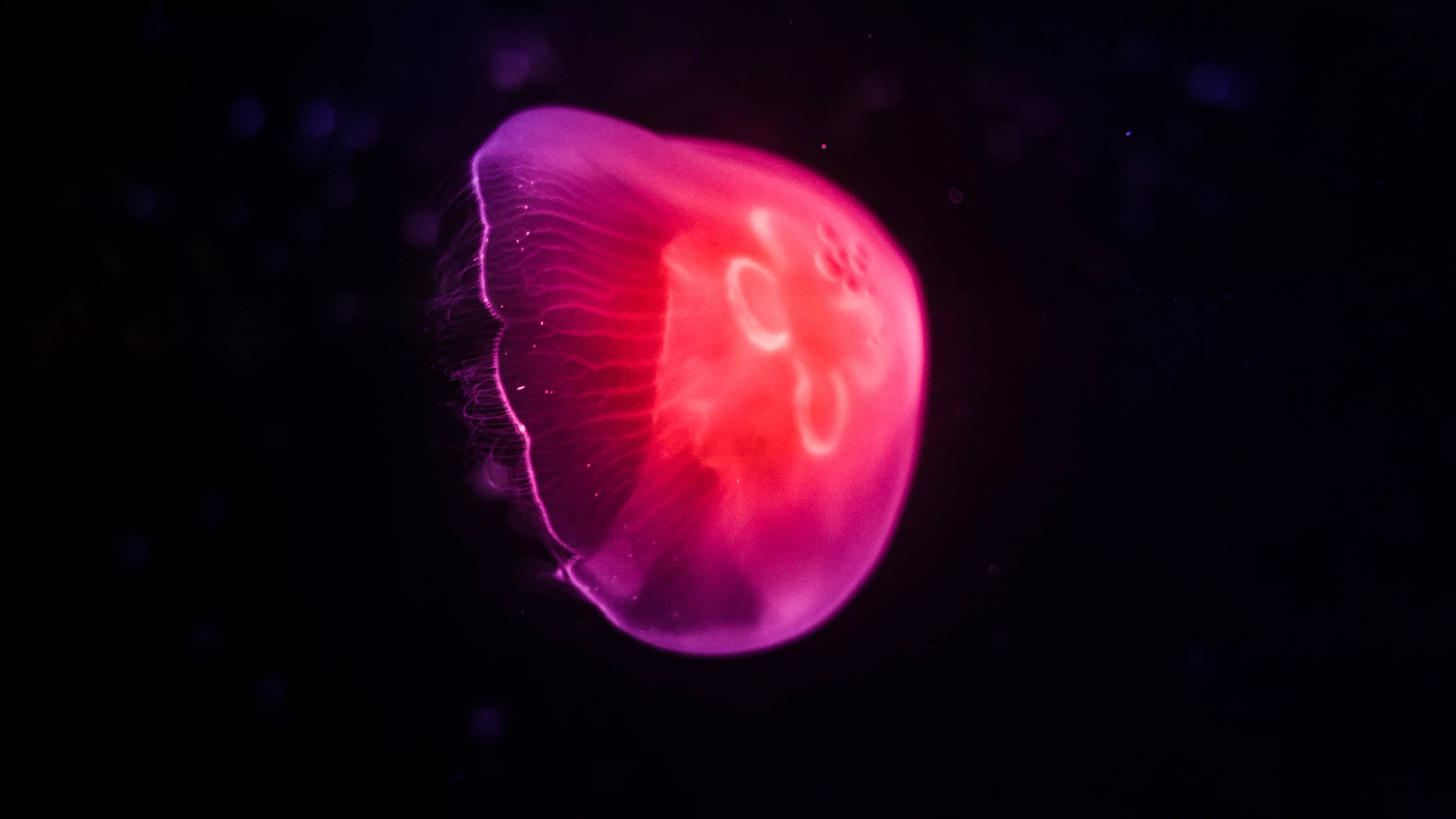 Pink Jellyfish Dark 8k Wallpaper, HD