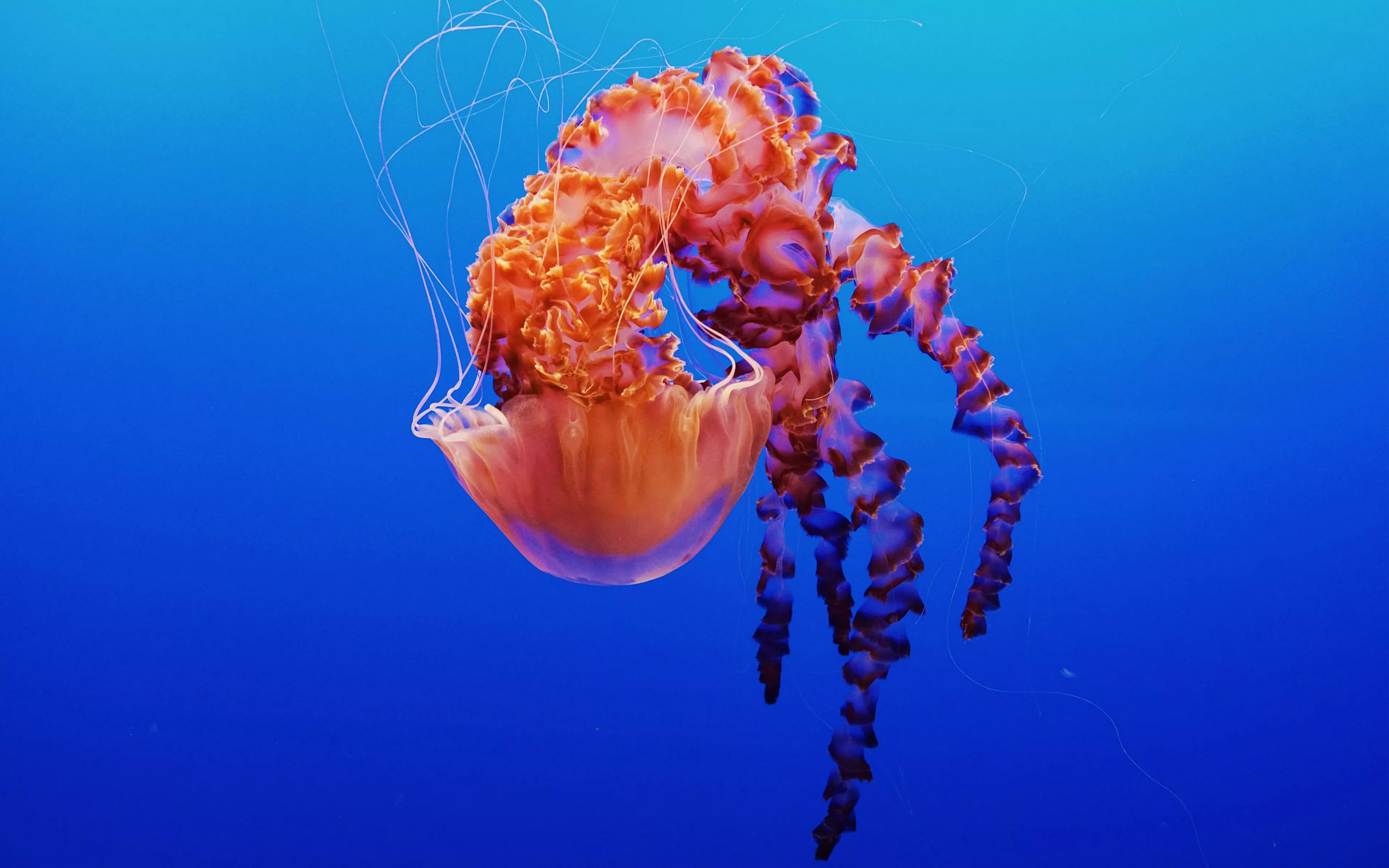 Jellyfish in Monterey Bay Aquarium 4K