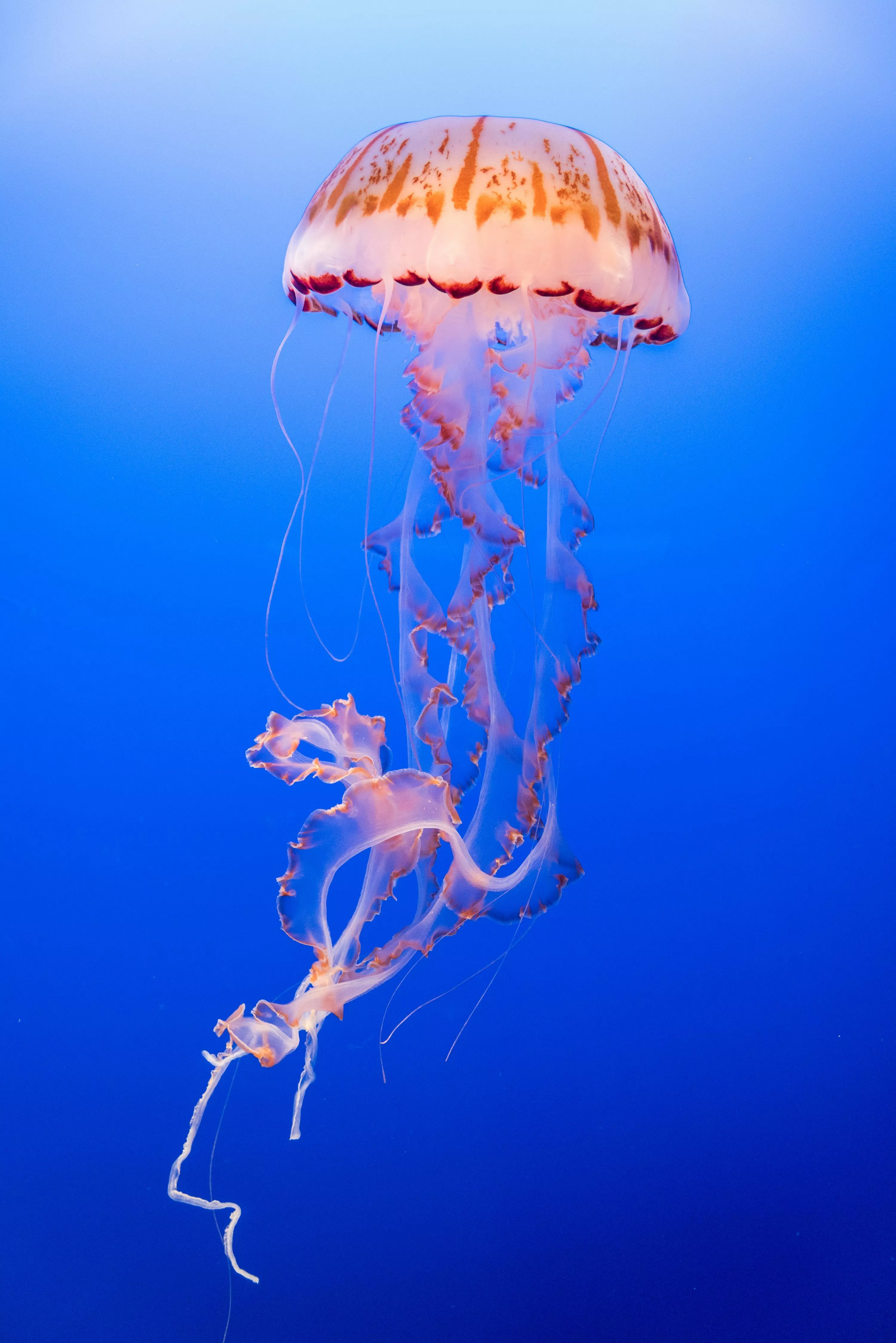 Jellyfish Picture [HD]. Download
