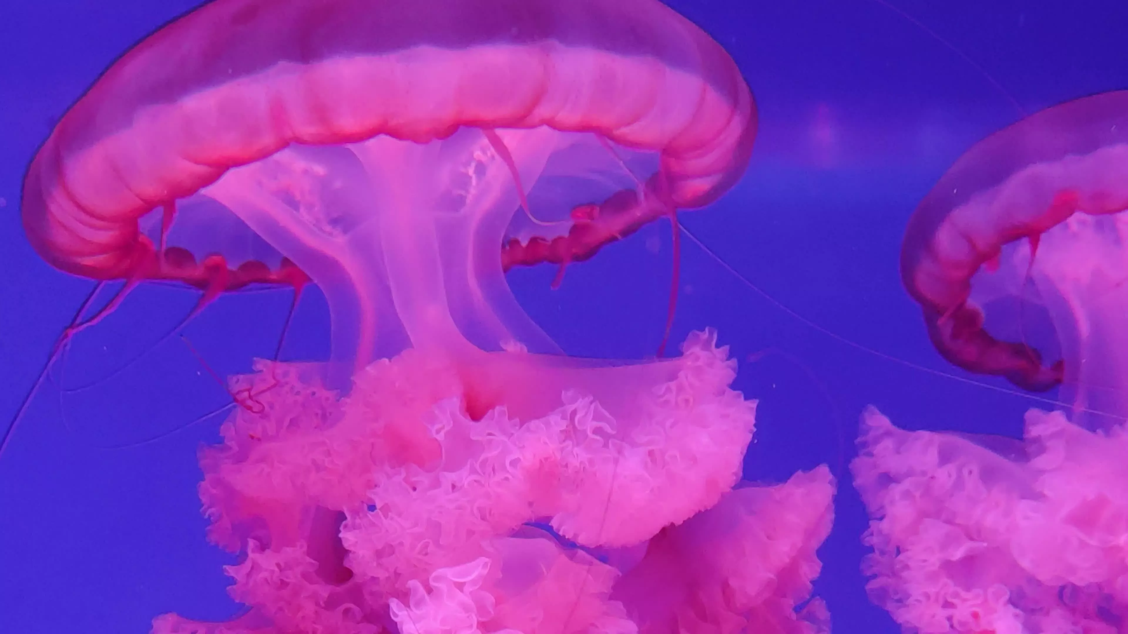 Beautiful blurred jellyfish 4K video