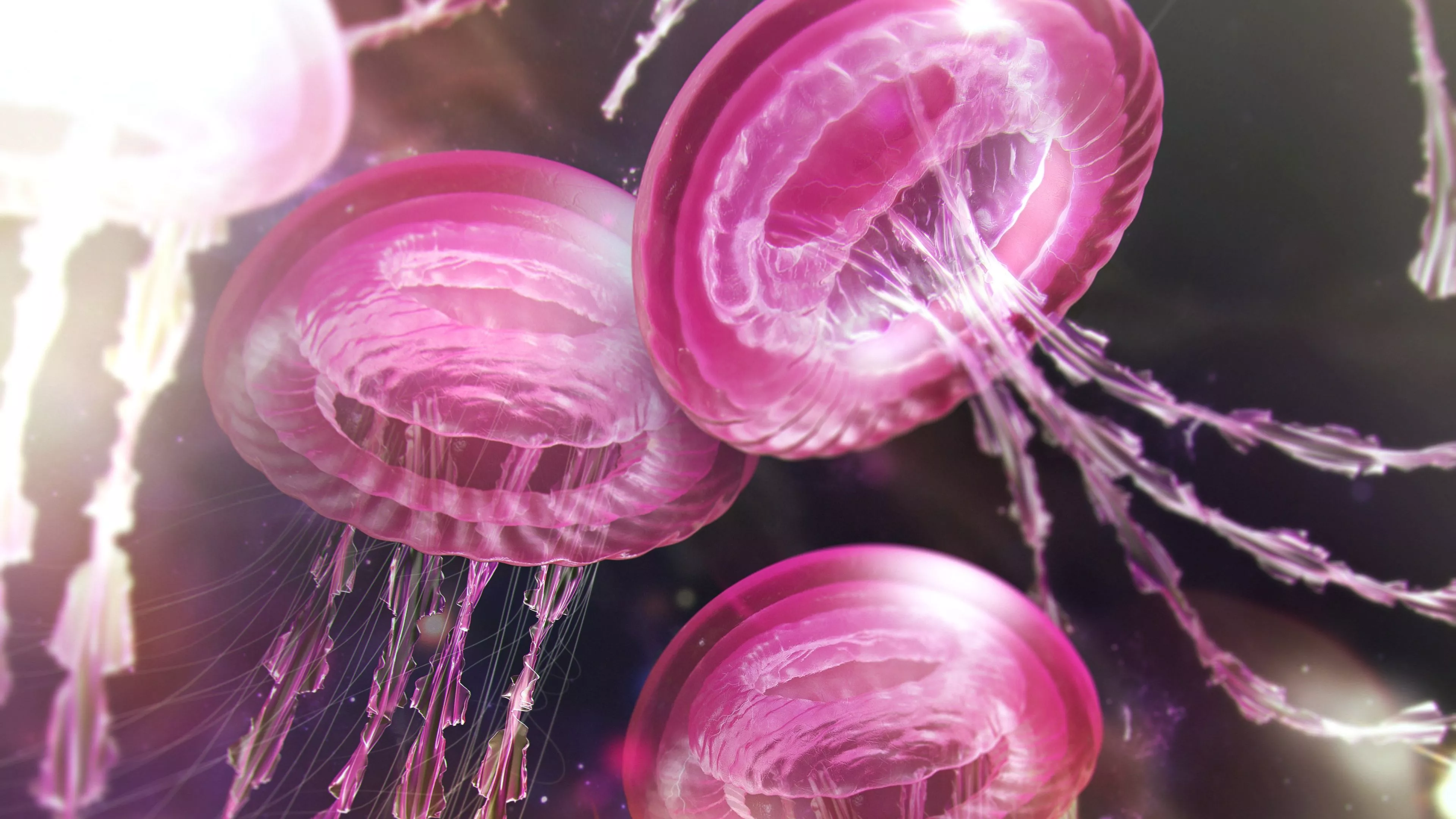 Jellyfishes Wallpaper 4K, Pink