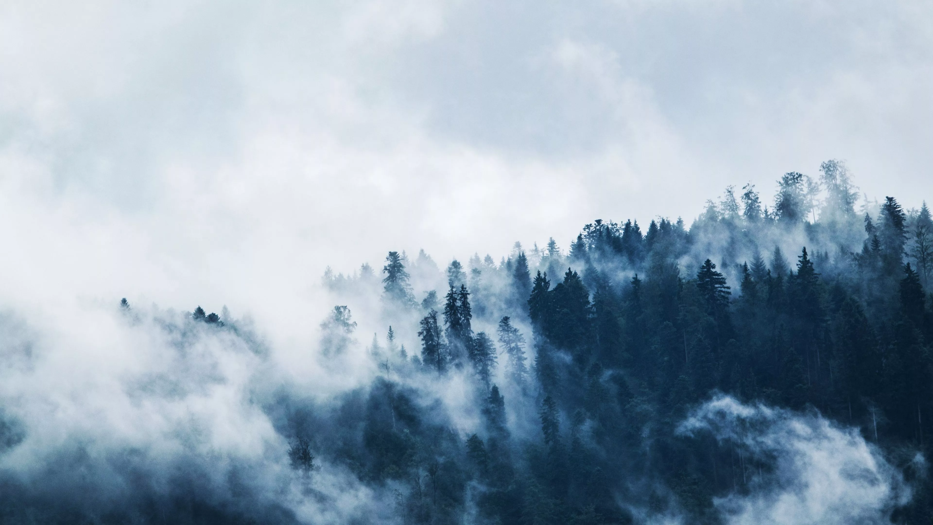 Foggy Wallpaper 4K, Pine trees, Forest
