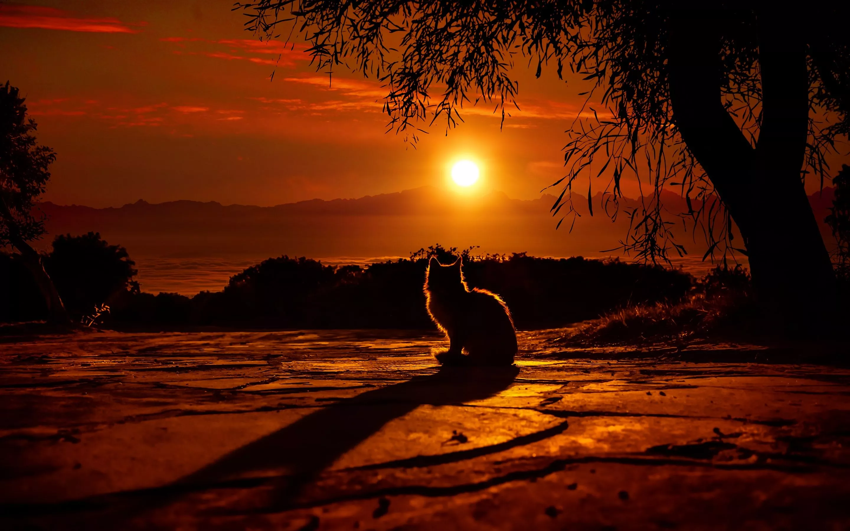 Cat Wallpaper 4K, Silhouette, Sunset