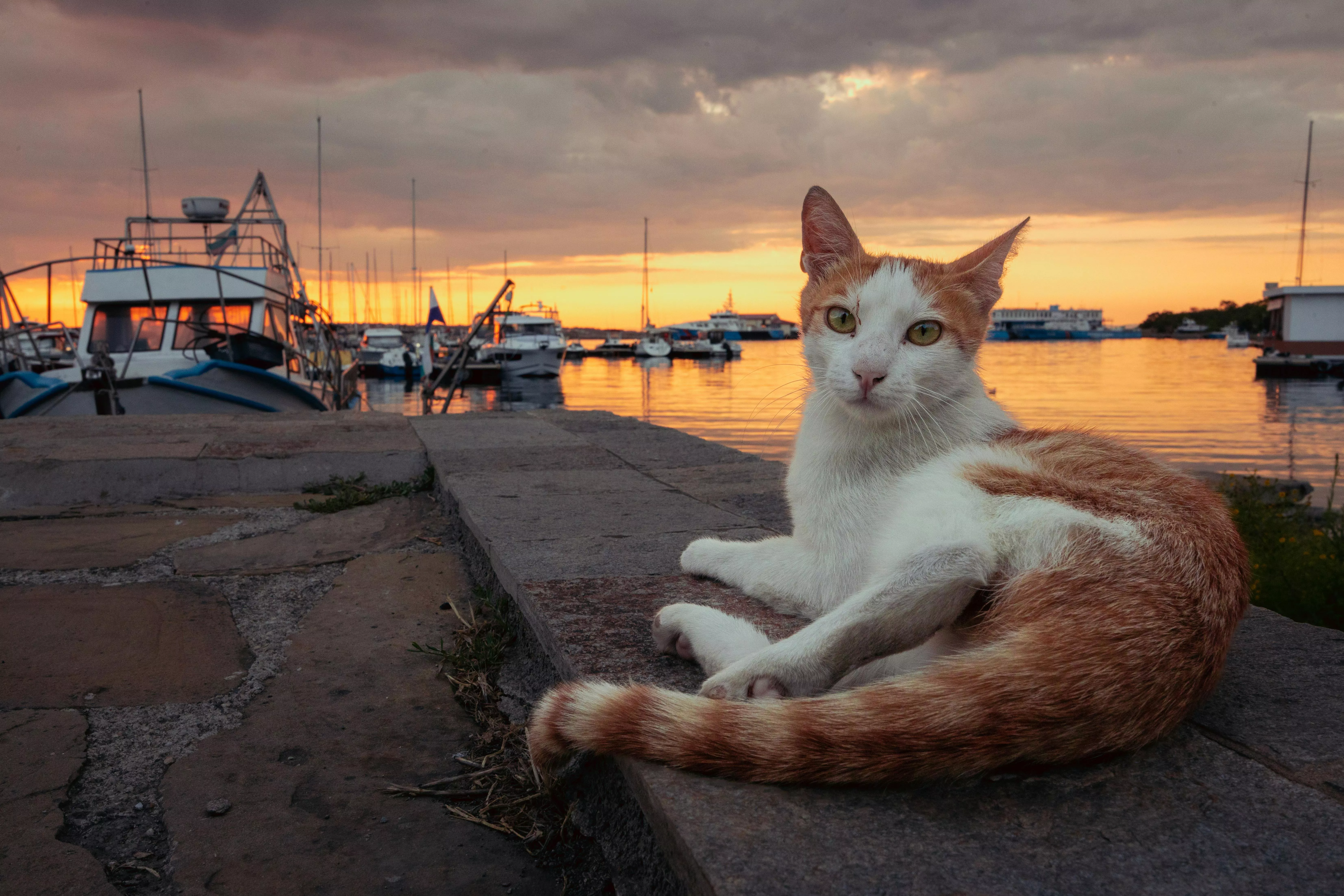Cat Lying Down on Wall on Sea Shore at