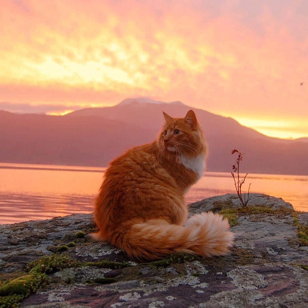 Download Celebrating feline cuteness