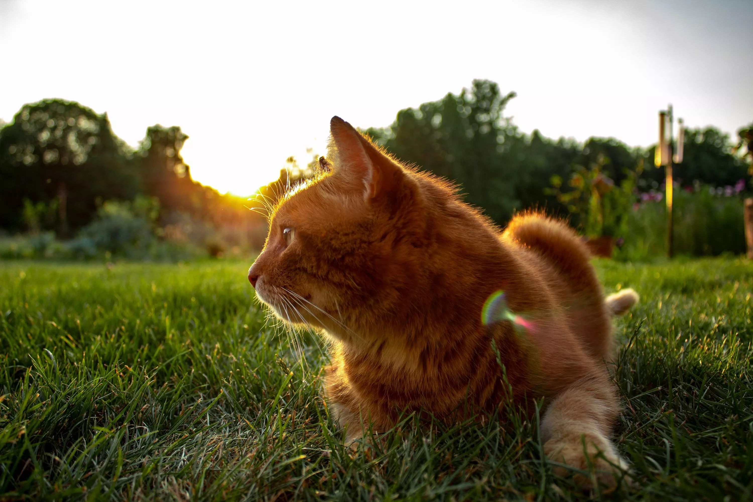 Cat Nature Picture. Download Free