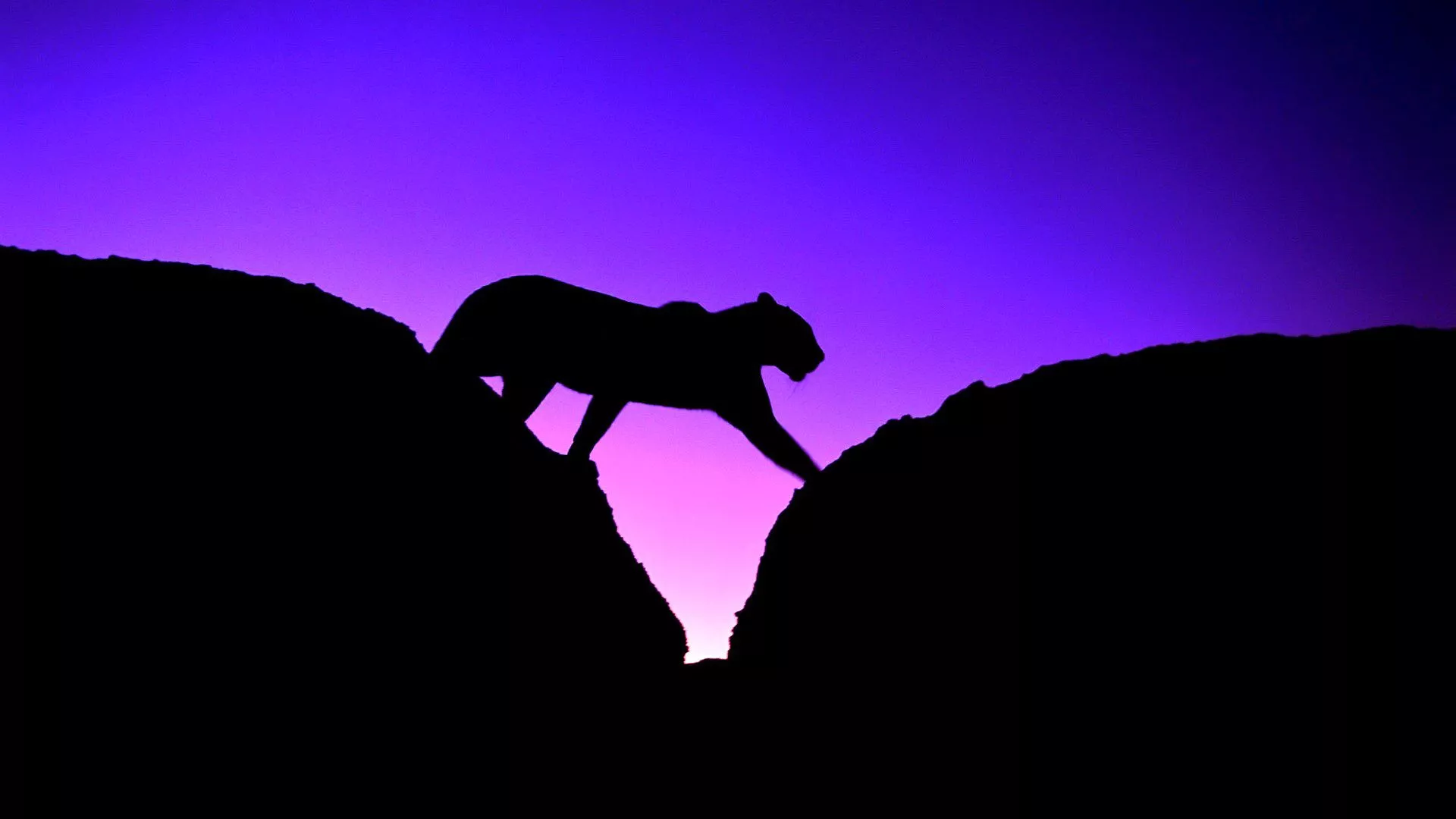 Wallpaper cat, the sky, sunset, Panther