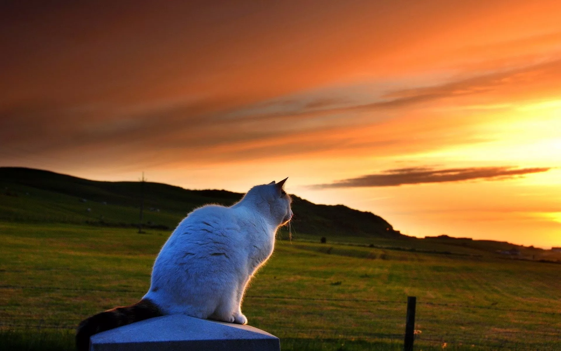 A white cat con the sunset