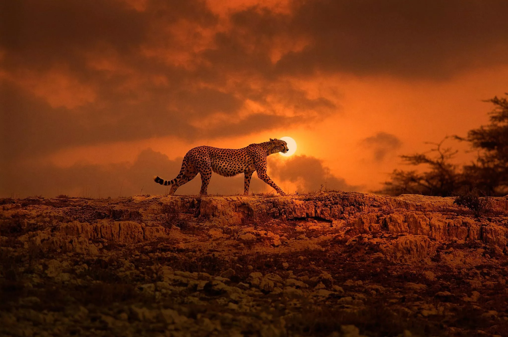 Majestic Cheetah at Sunset