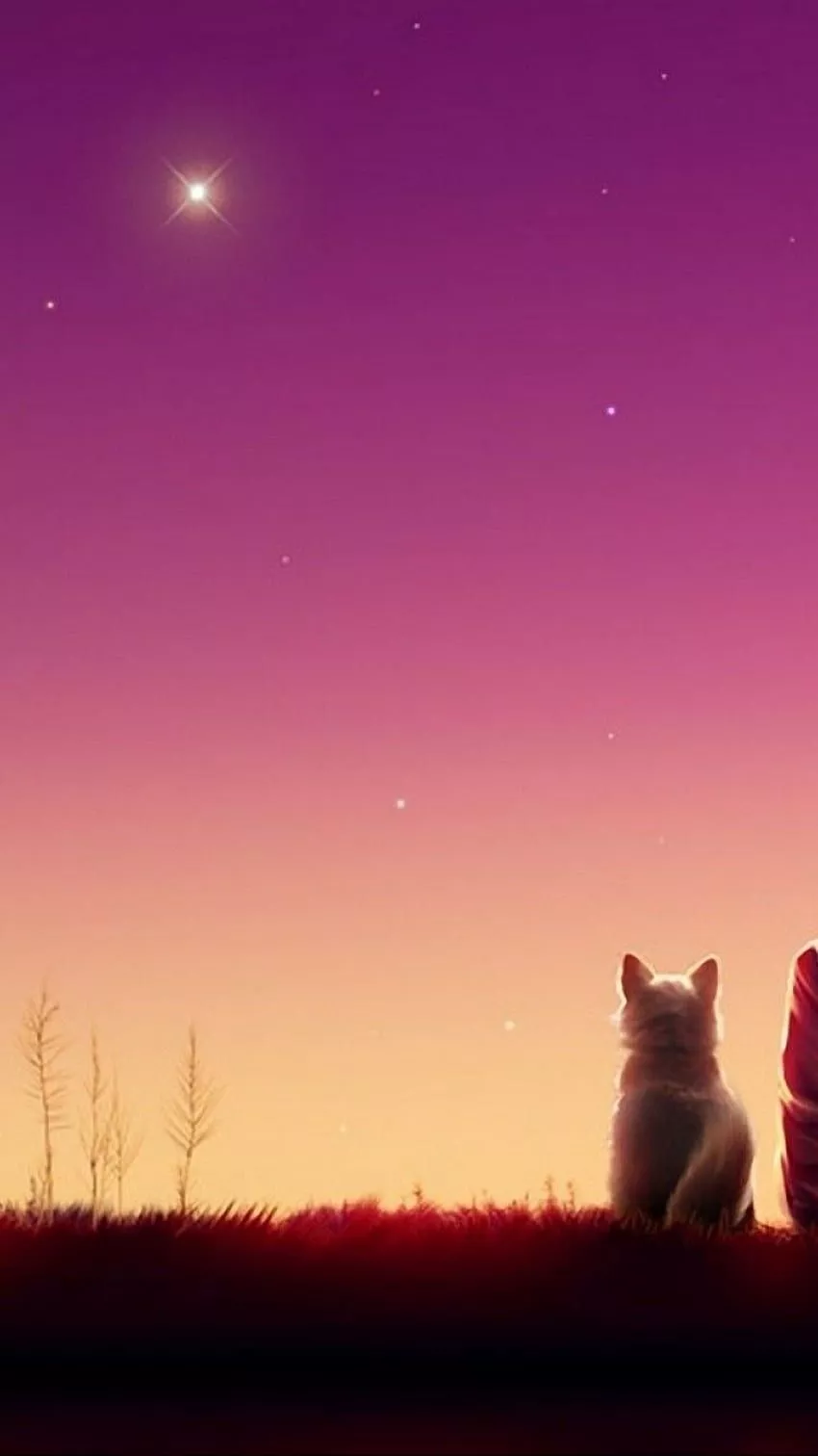 Cat watching sunset HD wallpaper