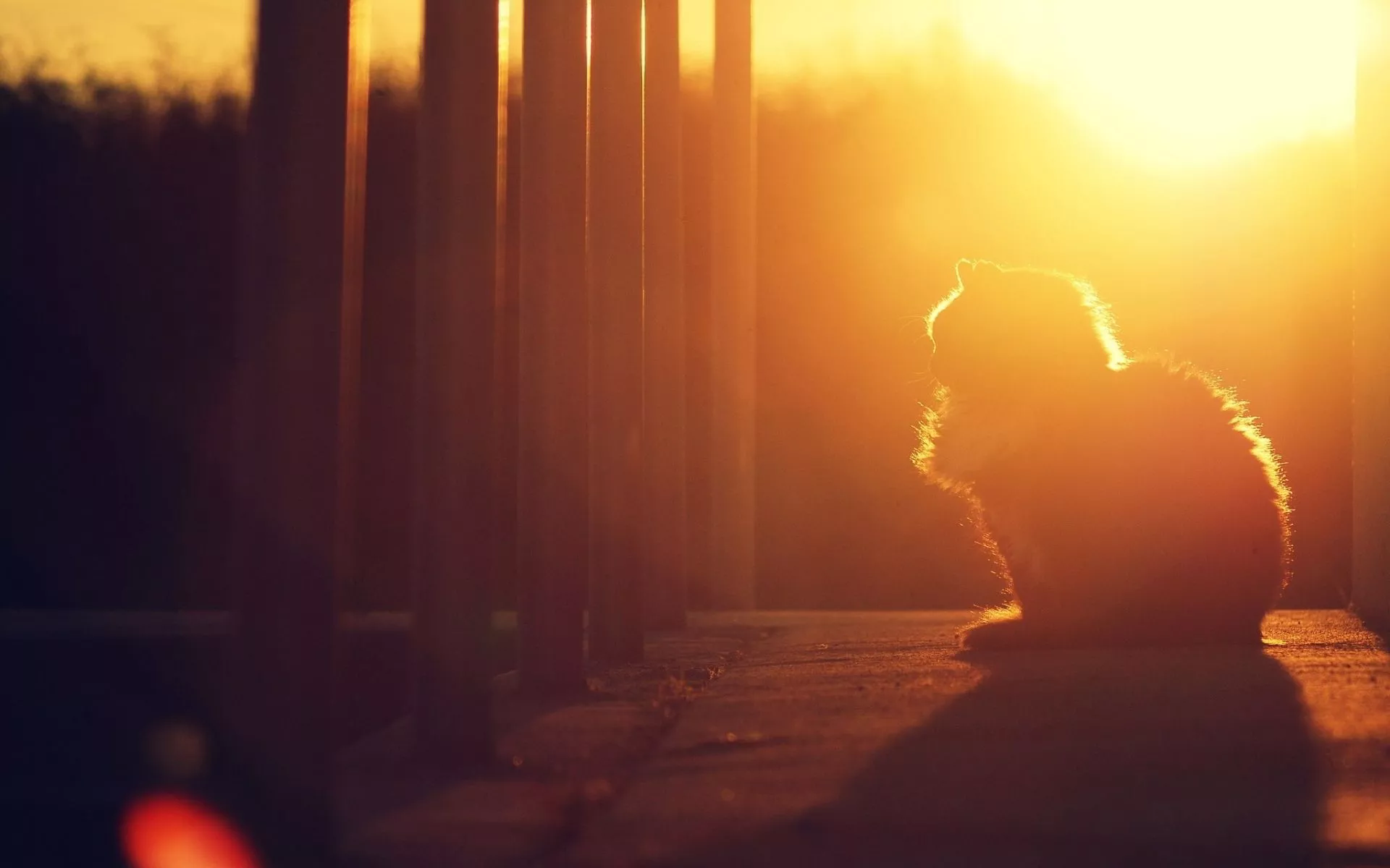 Fluffy cat sunset wallpaperx1200