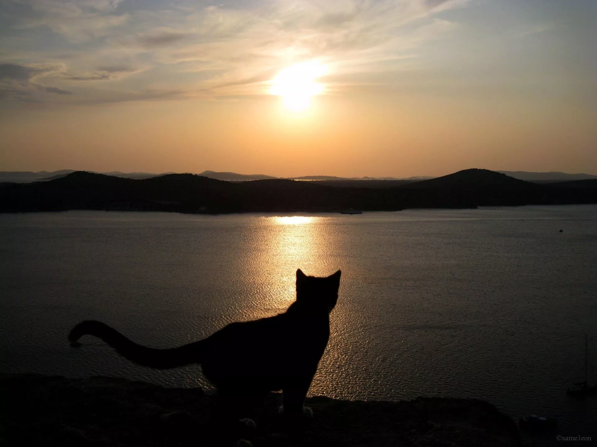 Black cat at Sunset