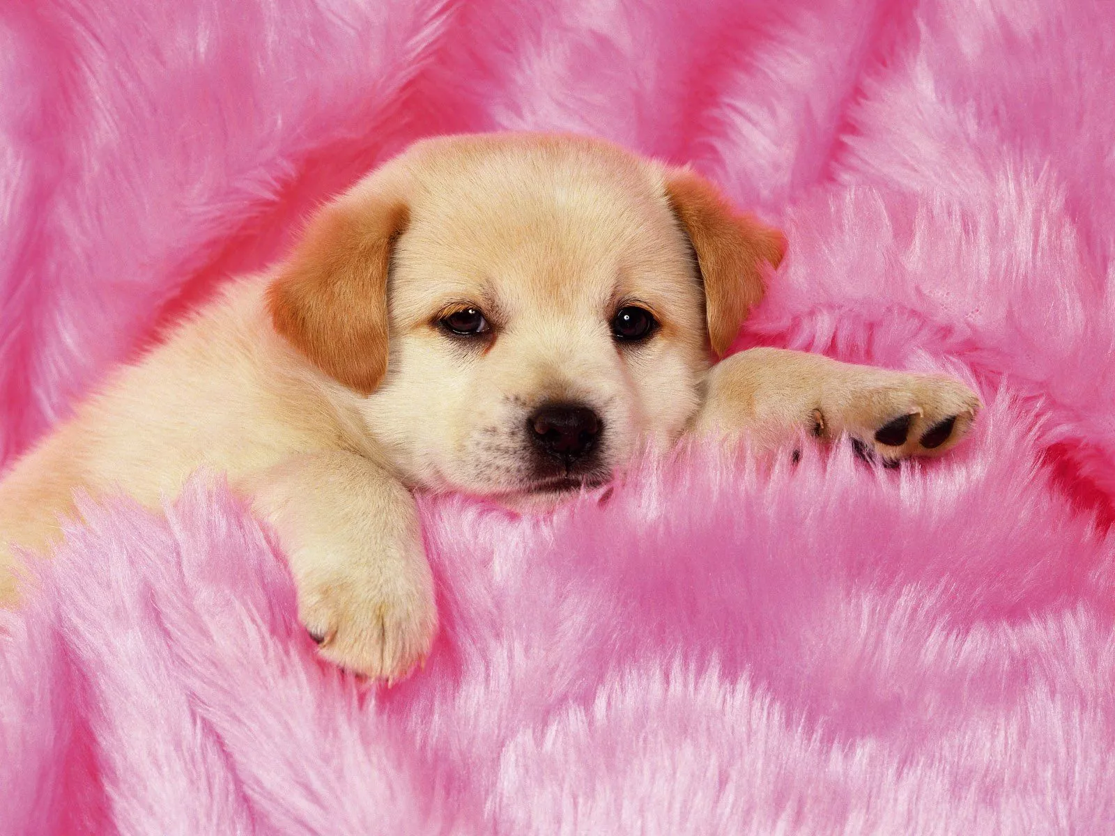 Adorable Puppy HD Wallpaper: Cozy Charm in Pink Fur