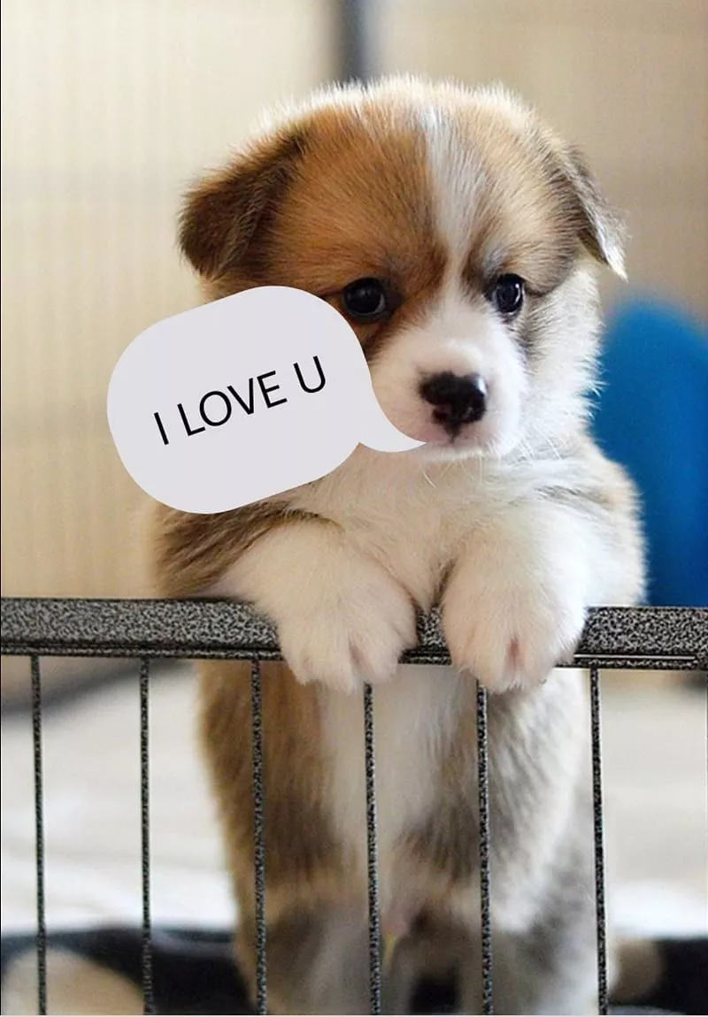 Cute puppy, cool, dog, love, puppies, small, HD phone wallpaper