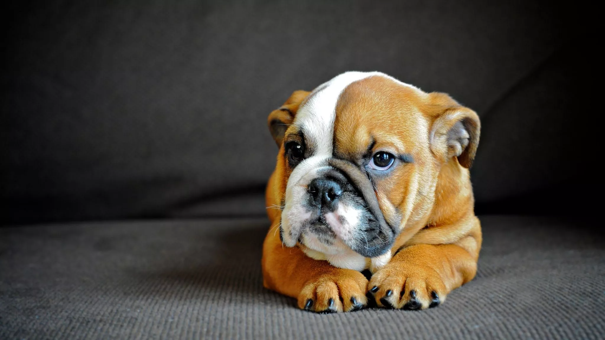 english bulldog, puppy, dog Wallpaper, HD Animals 4K Wallpaper, Image and Background
