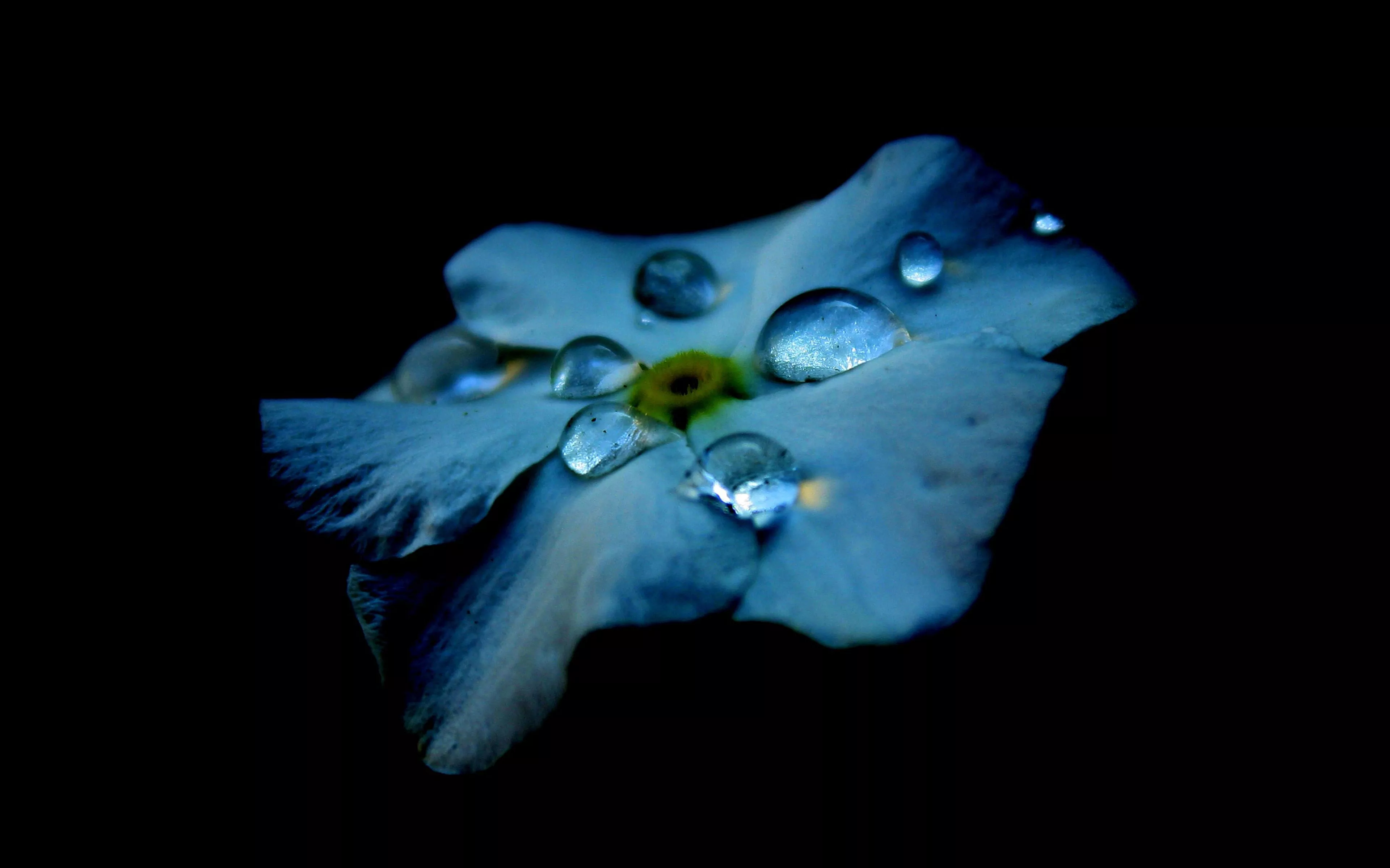 Flower Blue Dark Minimal Nature