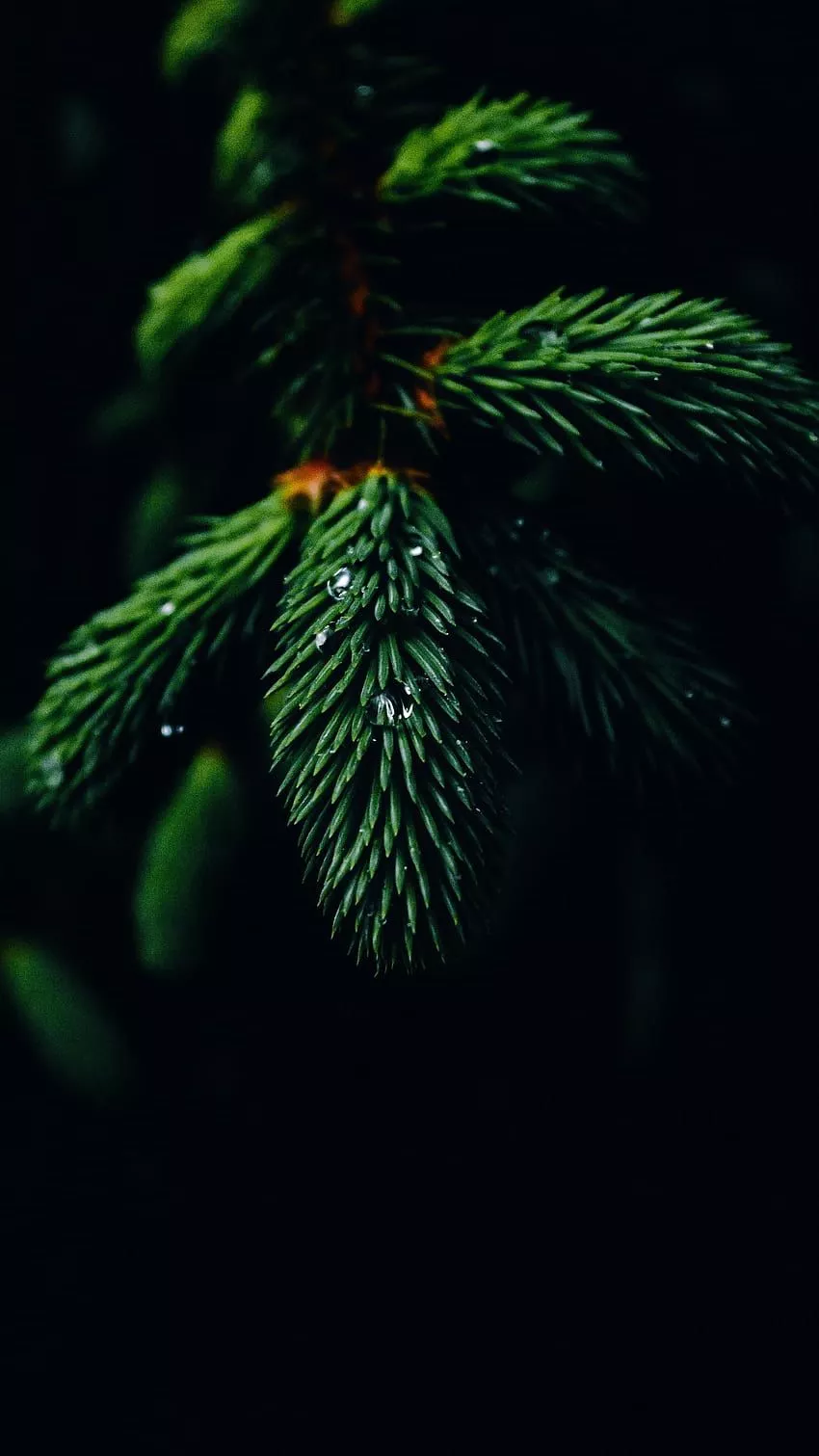 Nature oled HD wallpaper