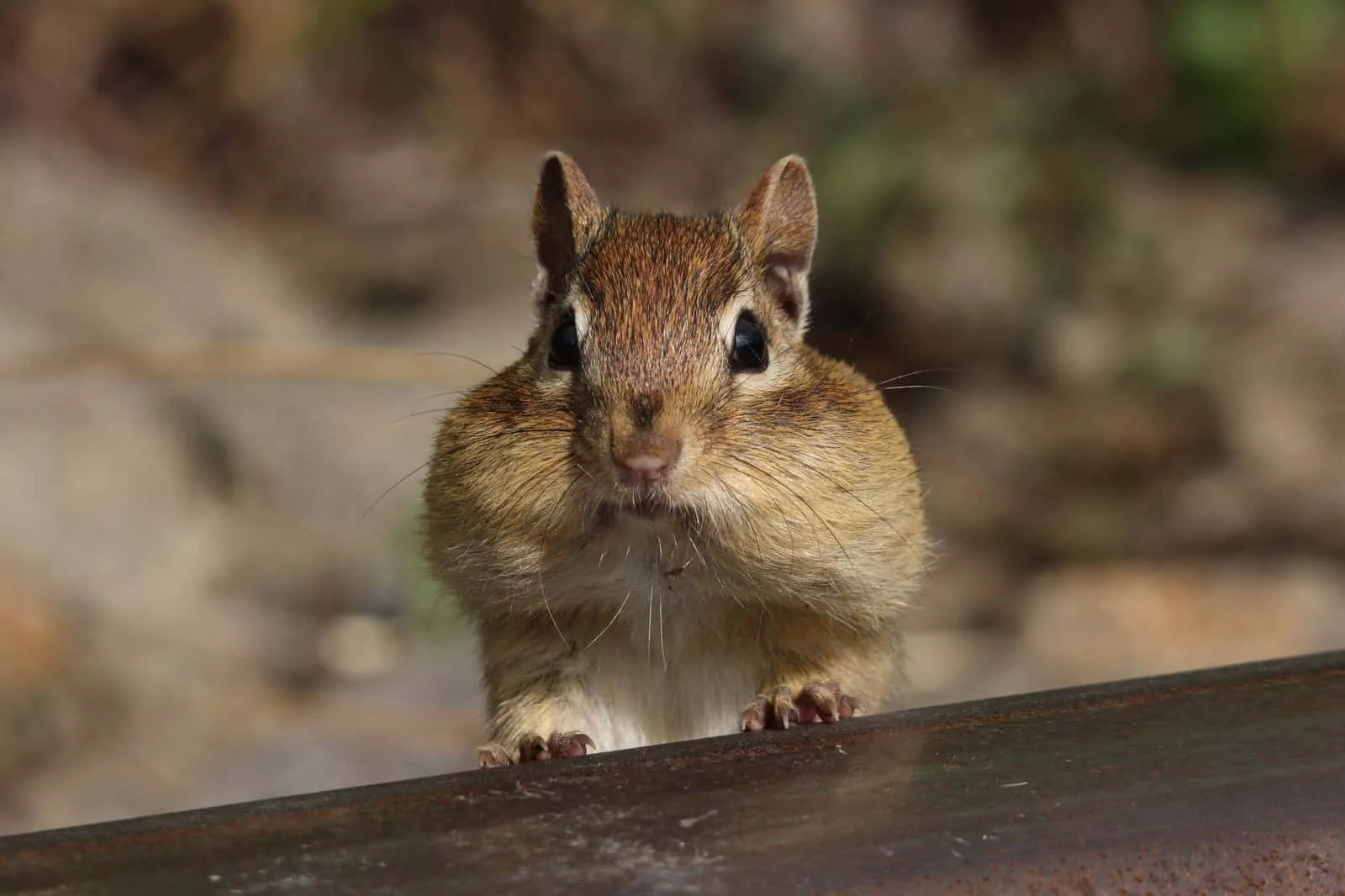Fat Cheeks Peeking Picture