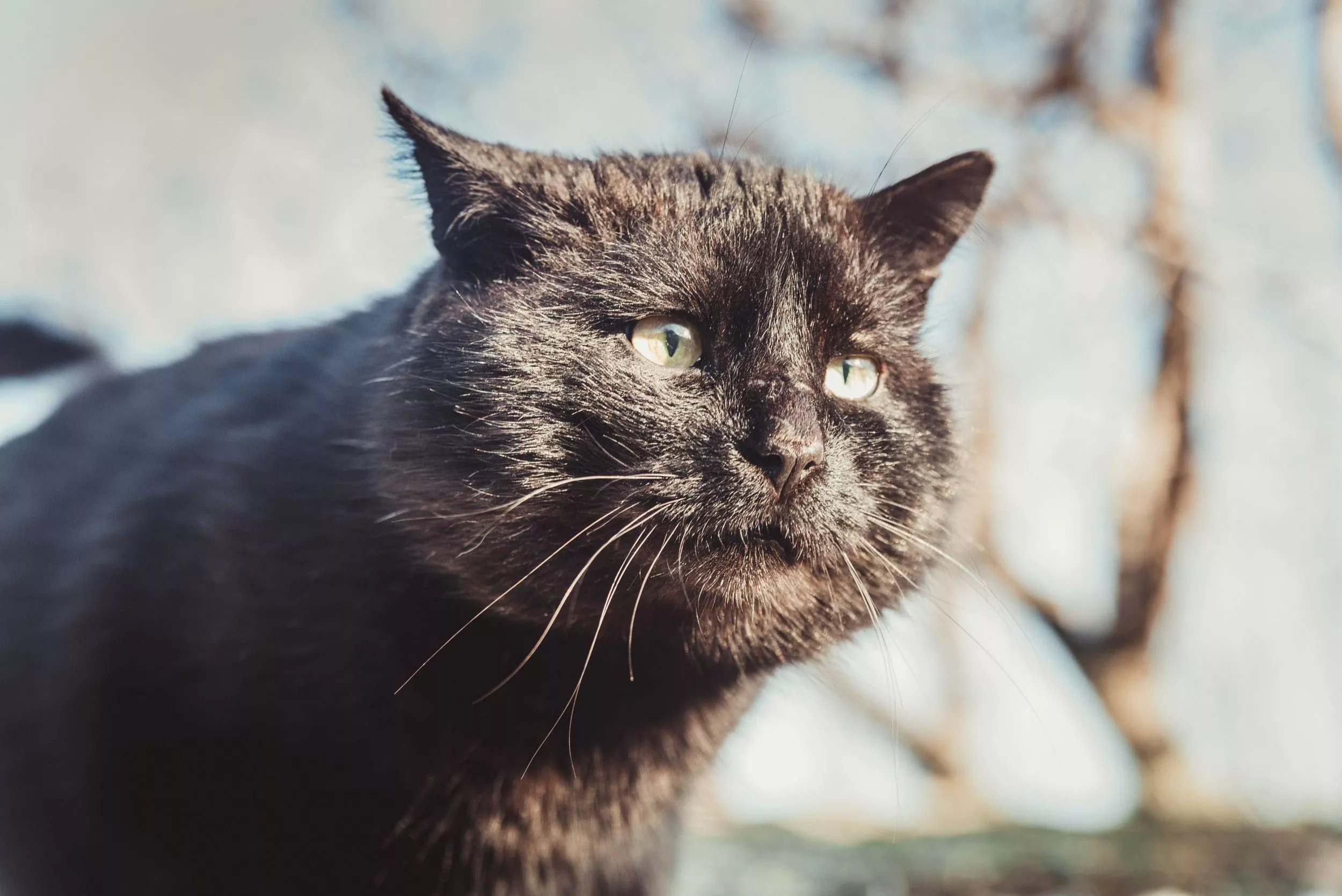 Behind Name for Cat With Unique Face