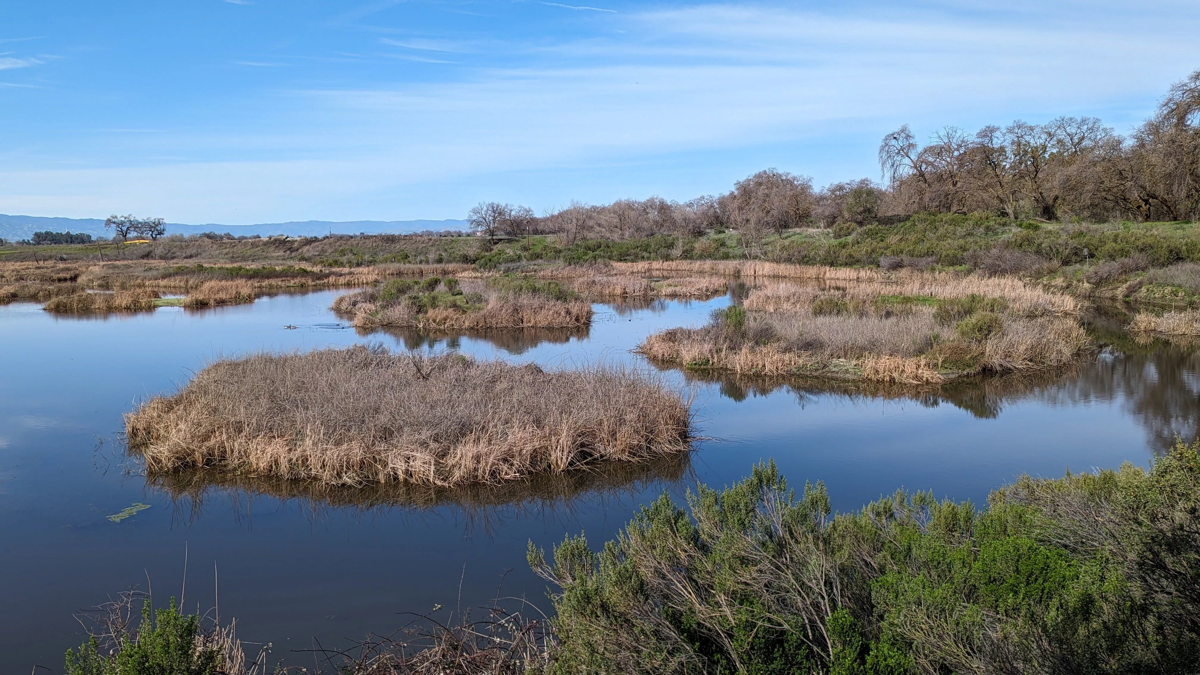 What Lives, and Dies, on Tule Mats