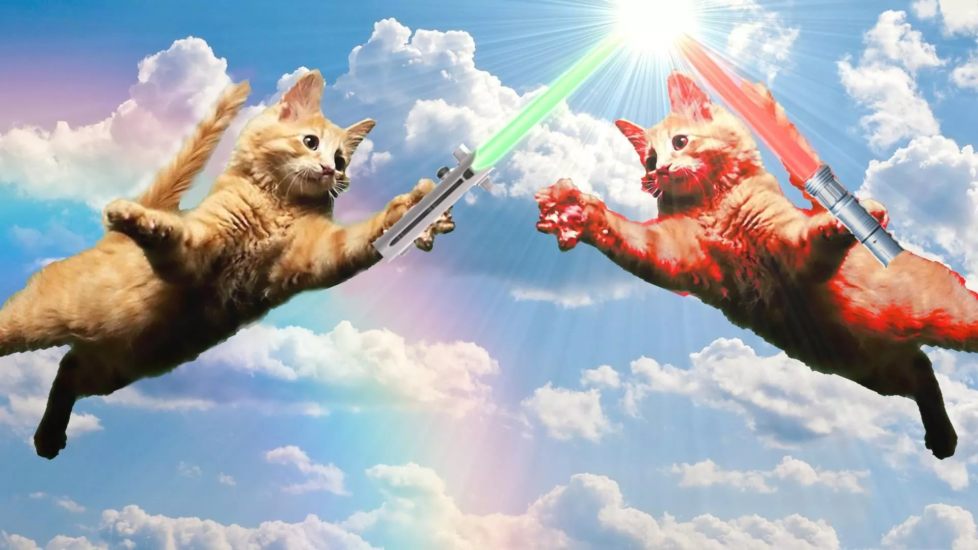 Two Short Fur Orange And Red Cats, Jedi