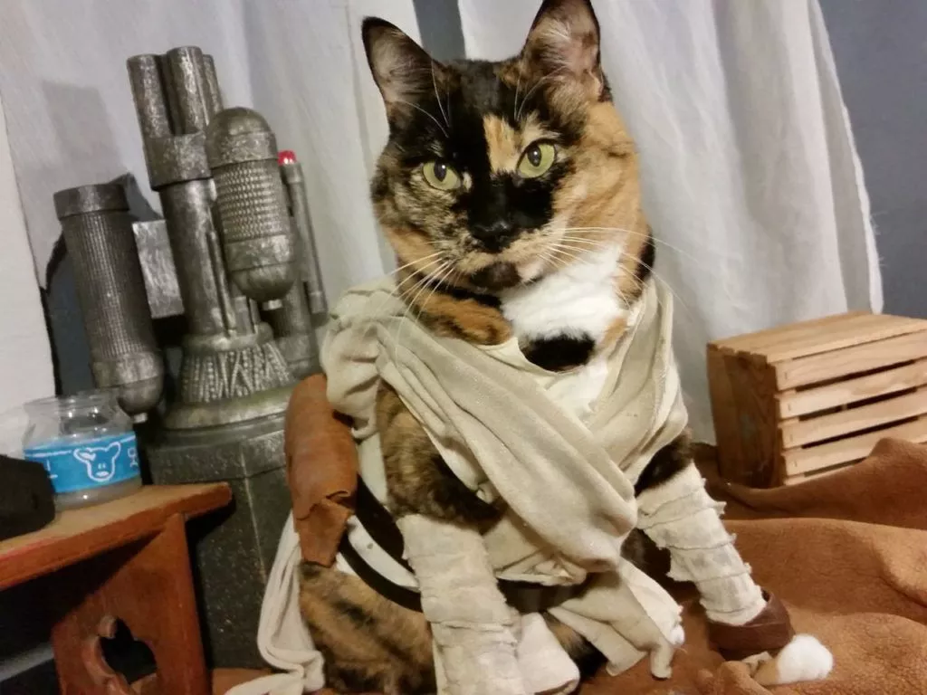 These Pets in Star Wars Costumes Are