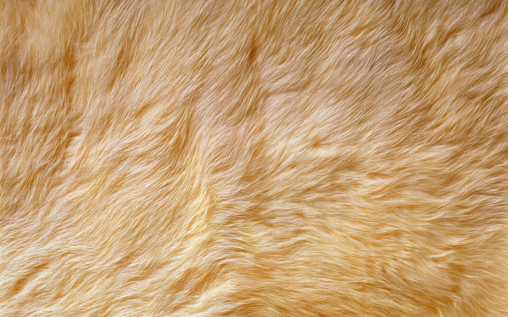 Fur Wallpaper