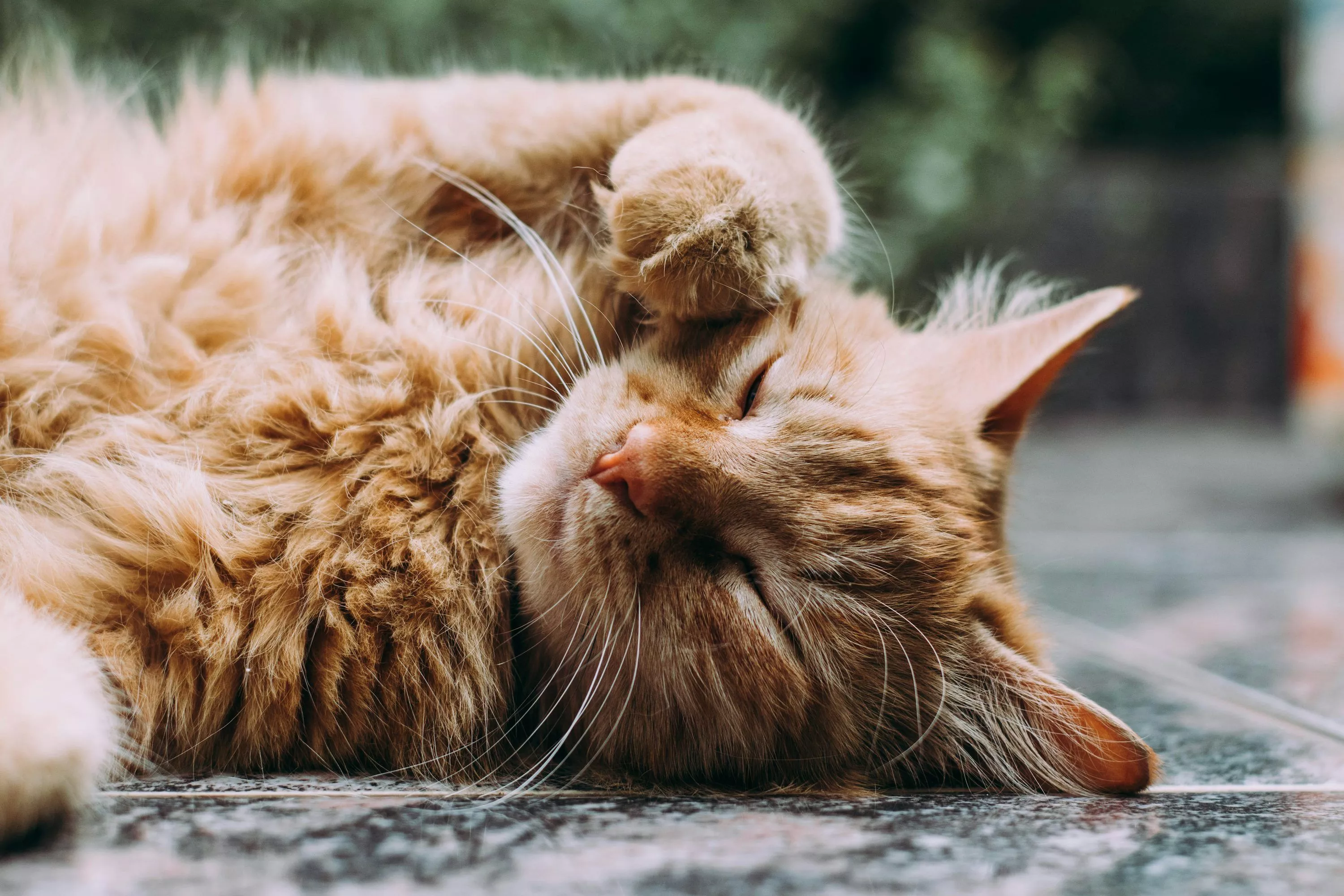 Cat Fur Picture. Download Free Image
