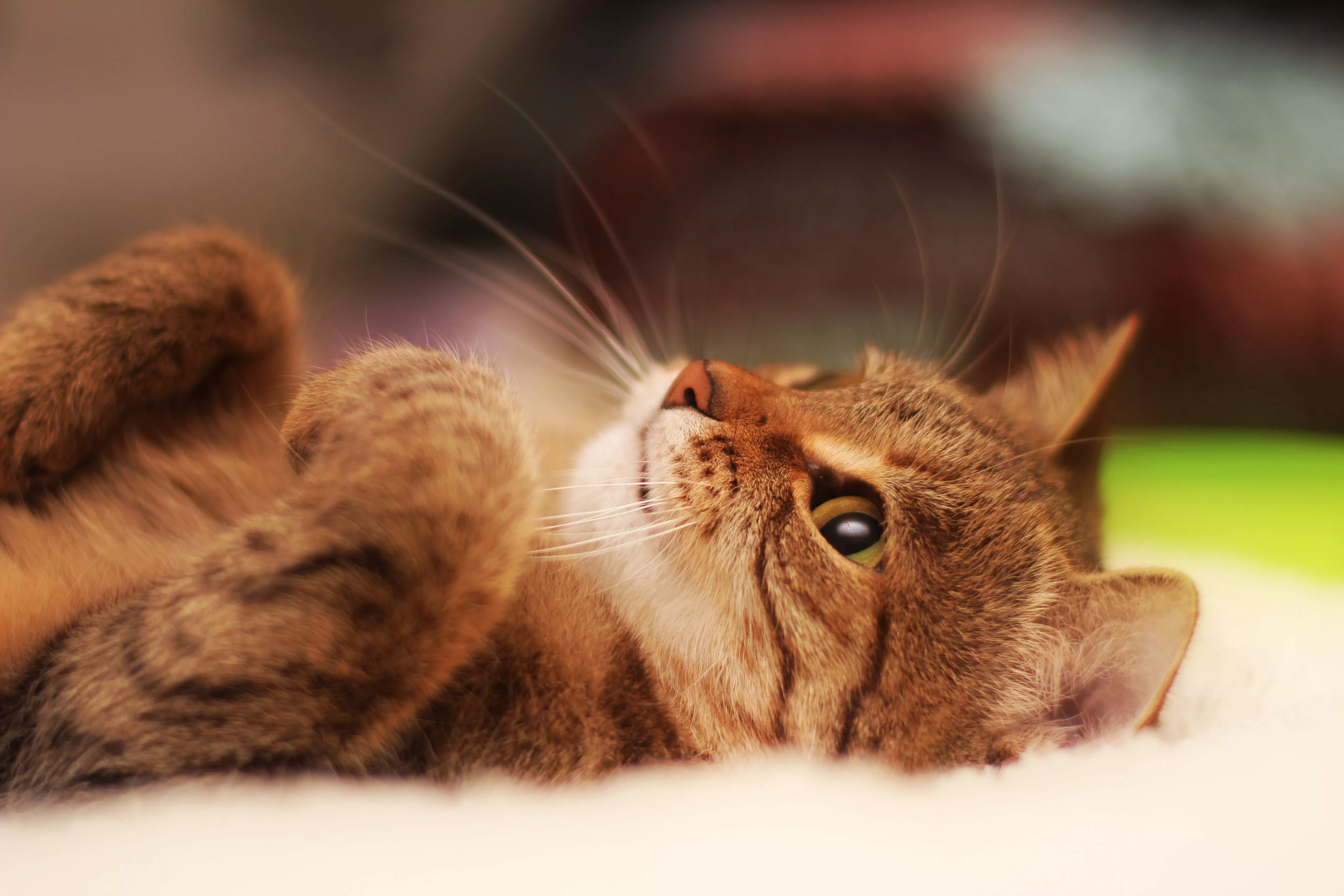 cat, lying, cool cat Wallpaper, HD