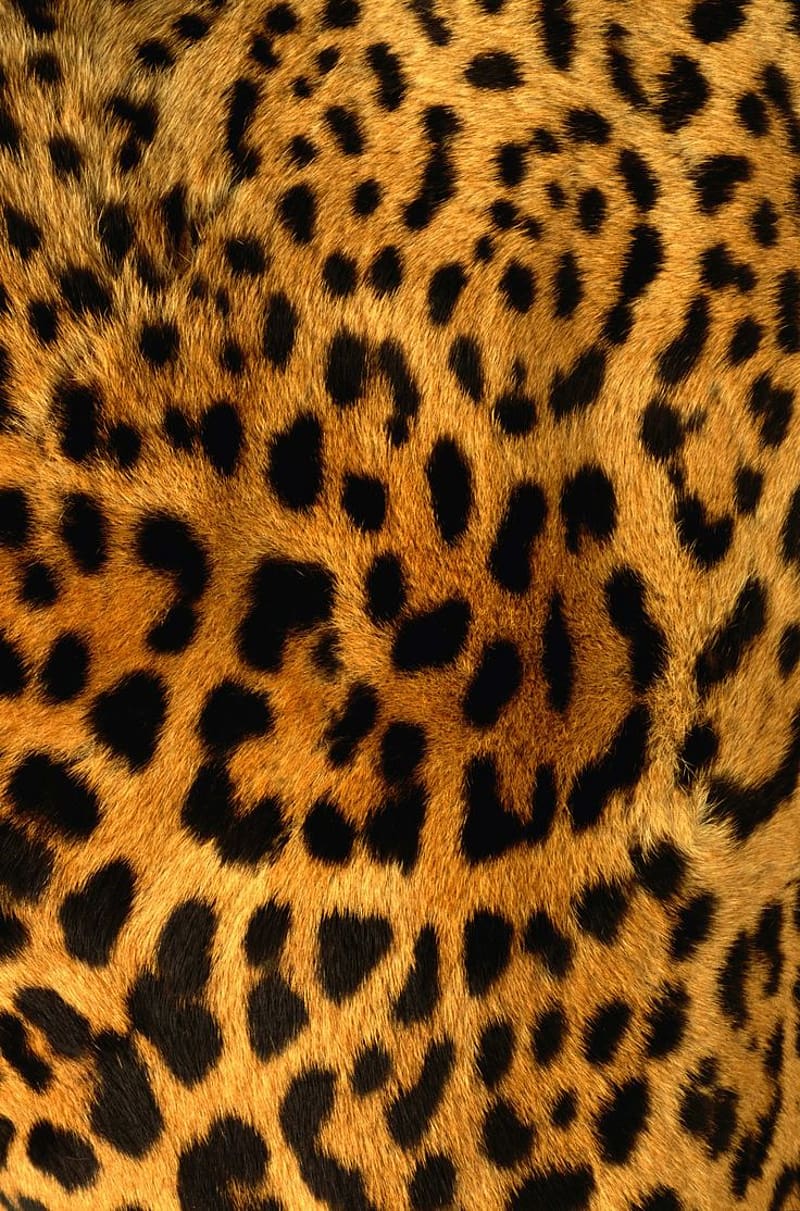 HD animal print background wallpaper