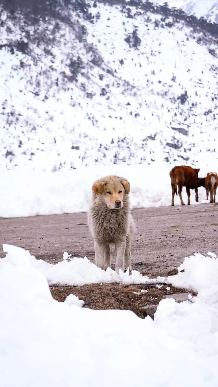 Himalayan Dog Winter Snow 4K Ultra HD