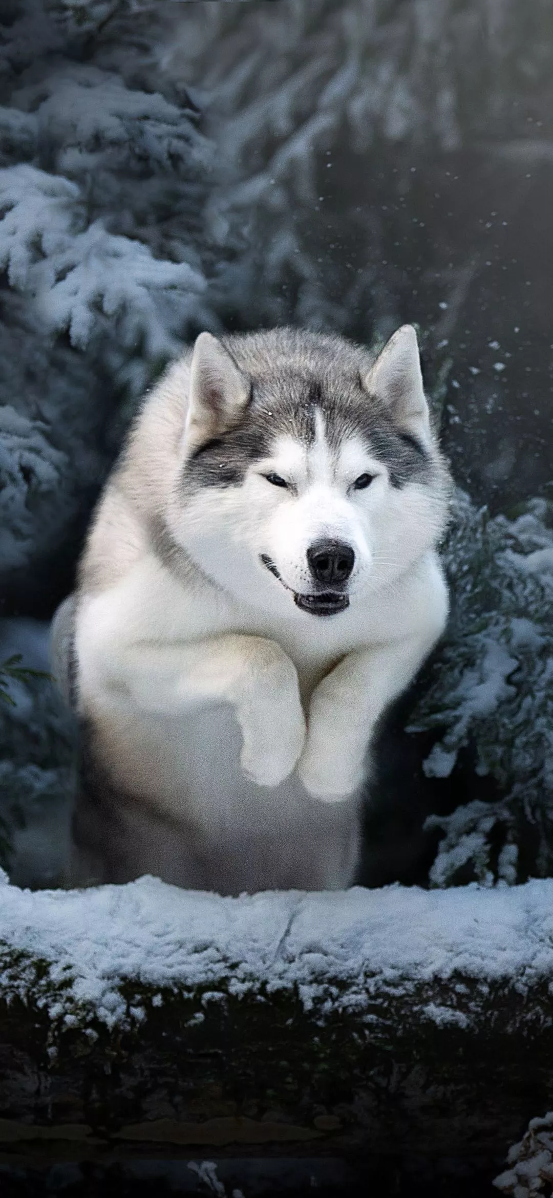 Dog Winter Animal Husky Phone Wallpaper