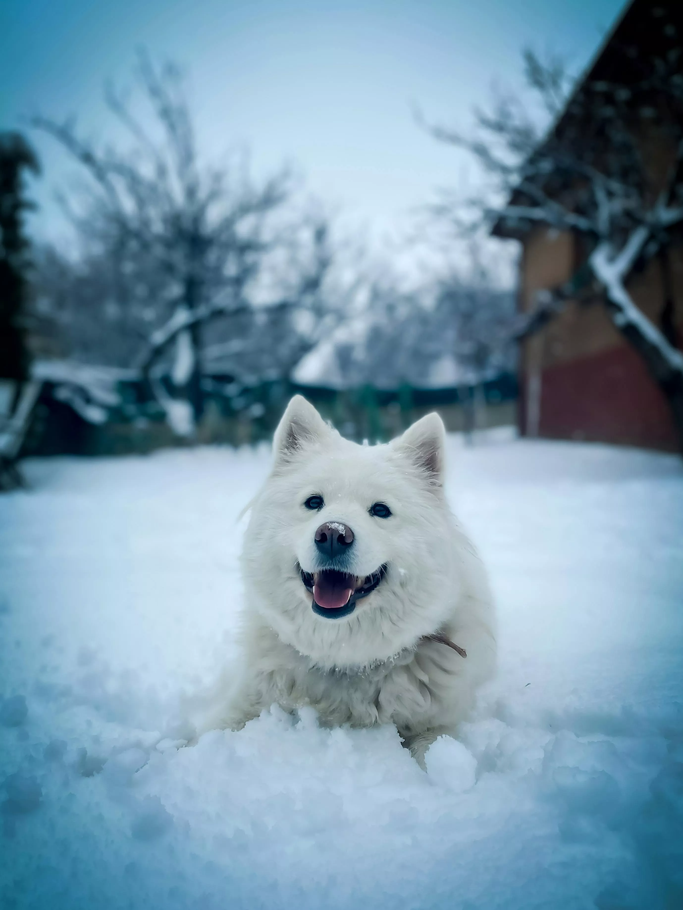 Samoyed Dog in the Snow · Free