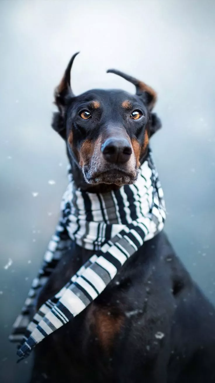 Doberman Pet Dog Winter Scarf 4K Ultra