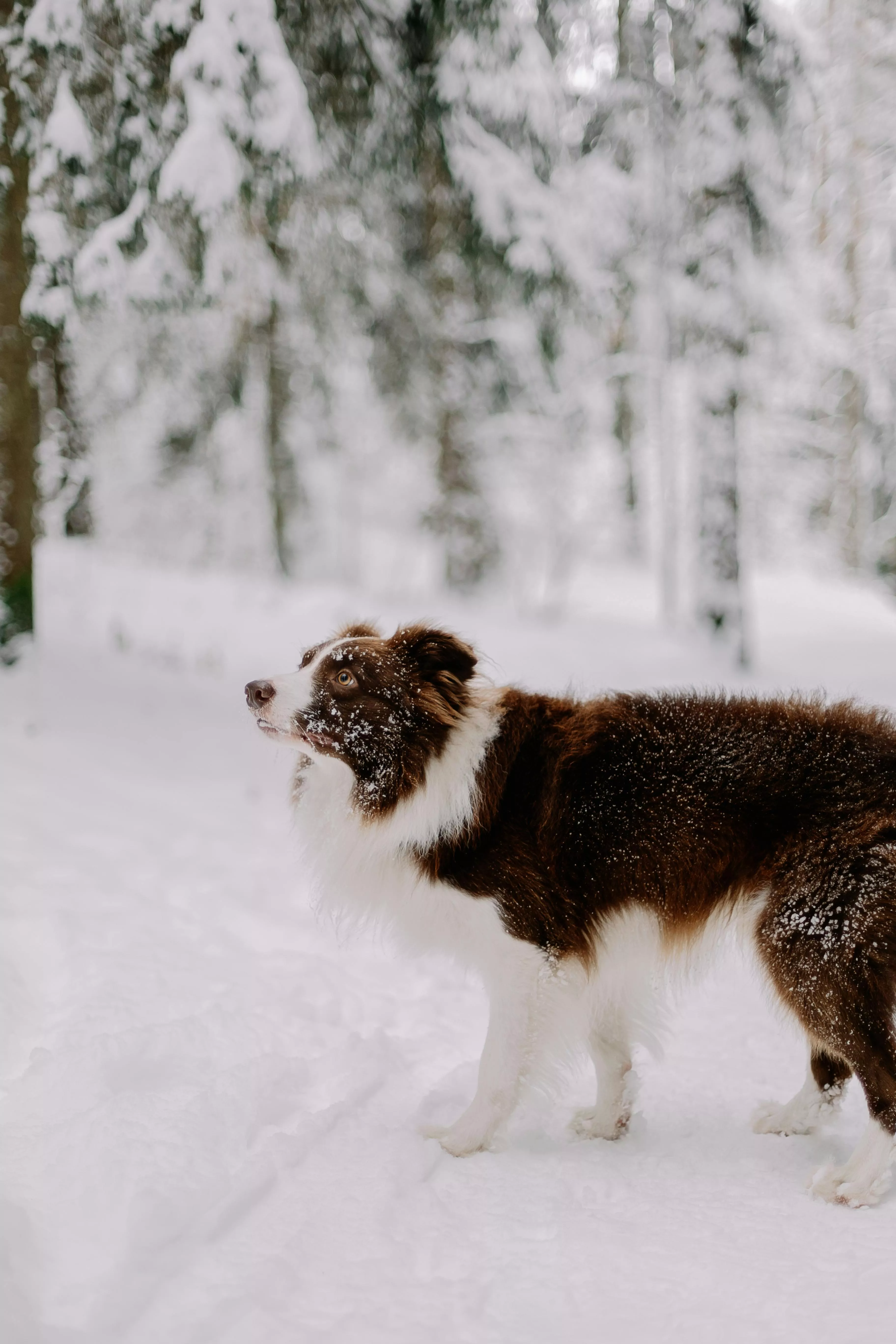 Dog Standing in the Snow with Forest