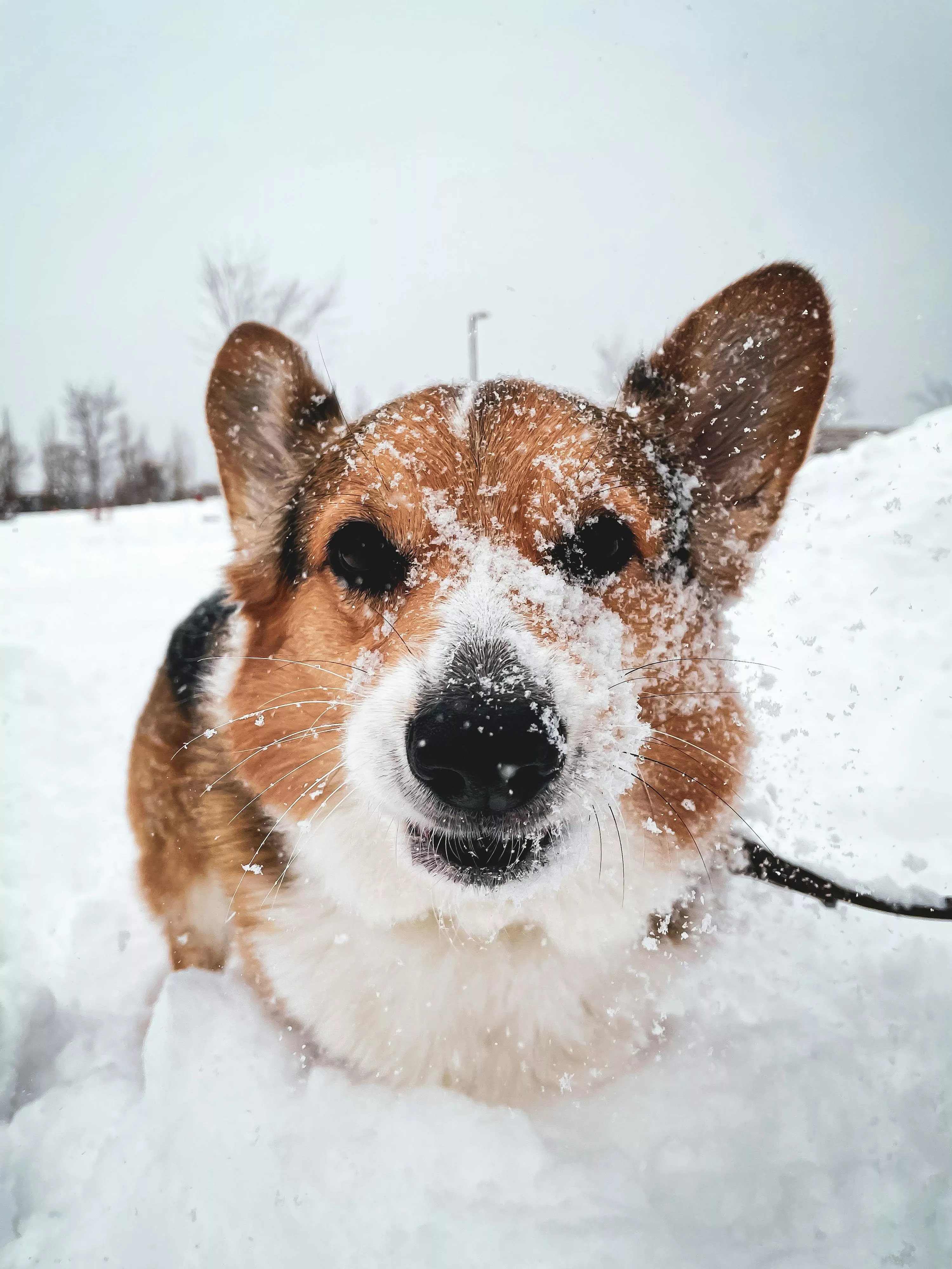 Dog Winter Picture. Download Free