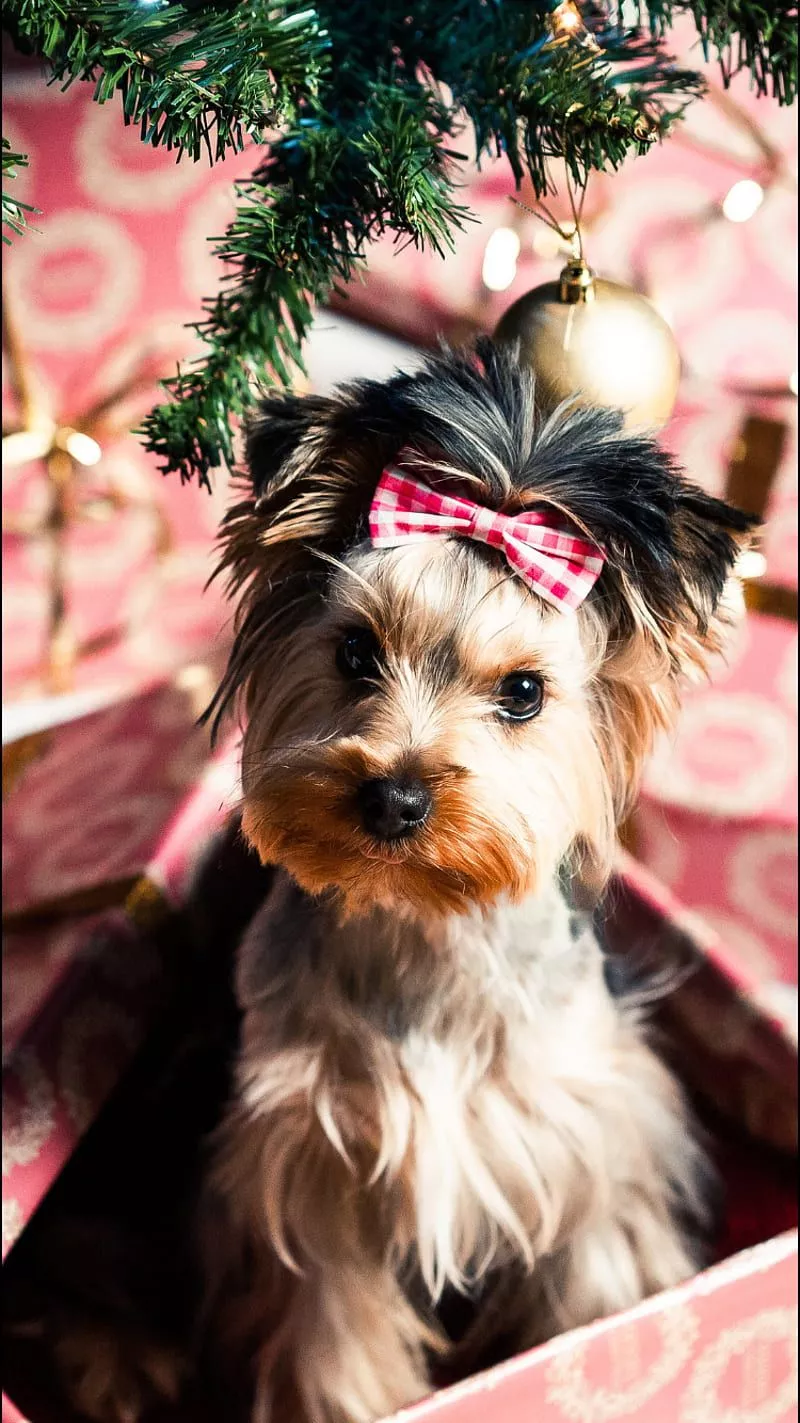 Xmas Dog, dog, puppy, cute, tree