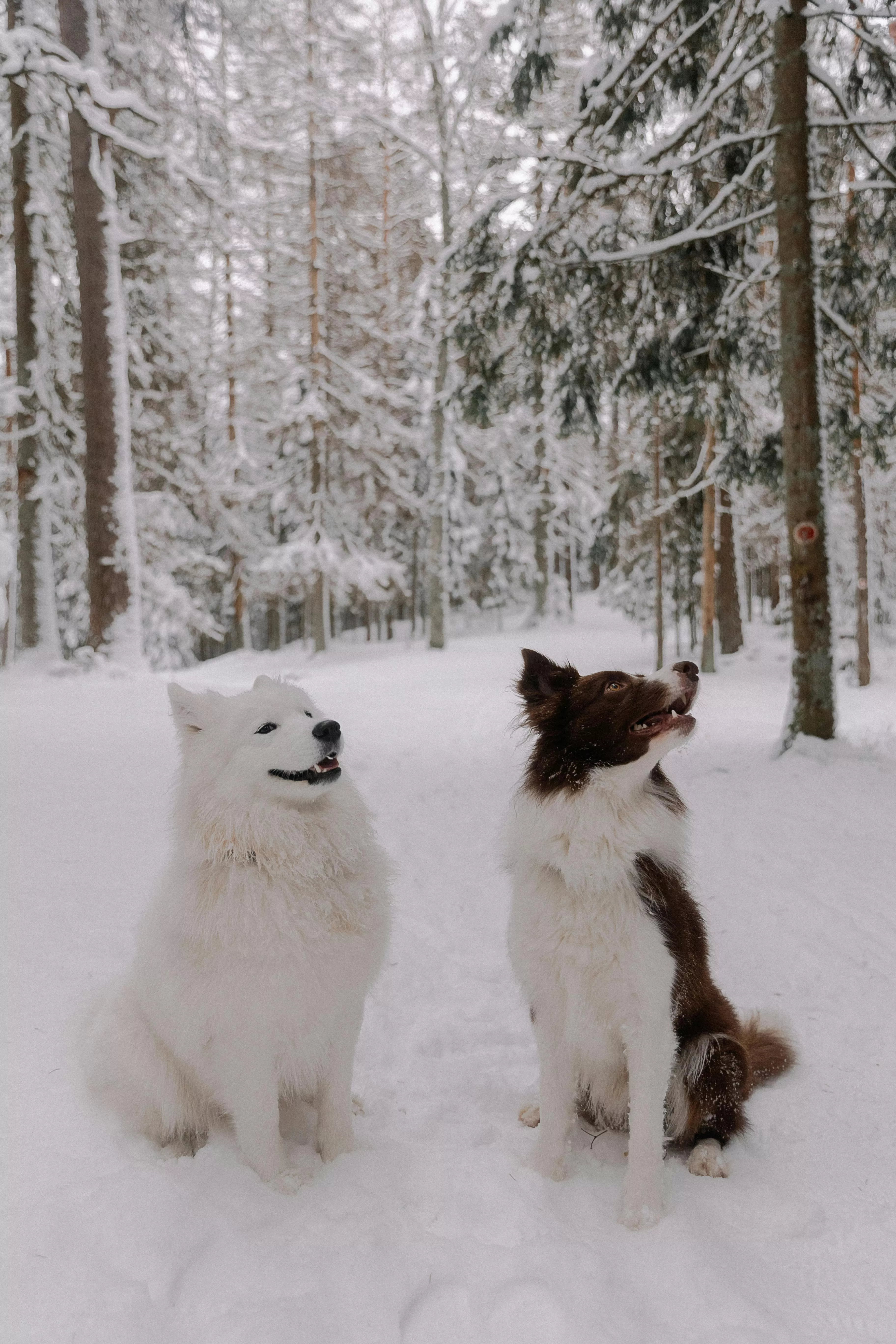 Dogs Sitting in Snow in Forest · Free