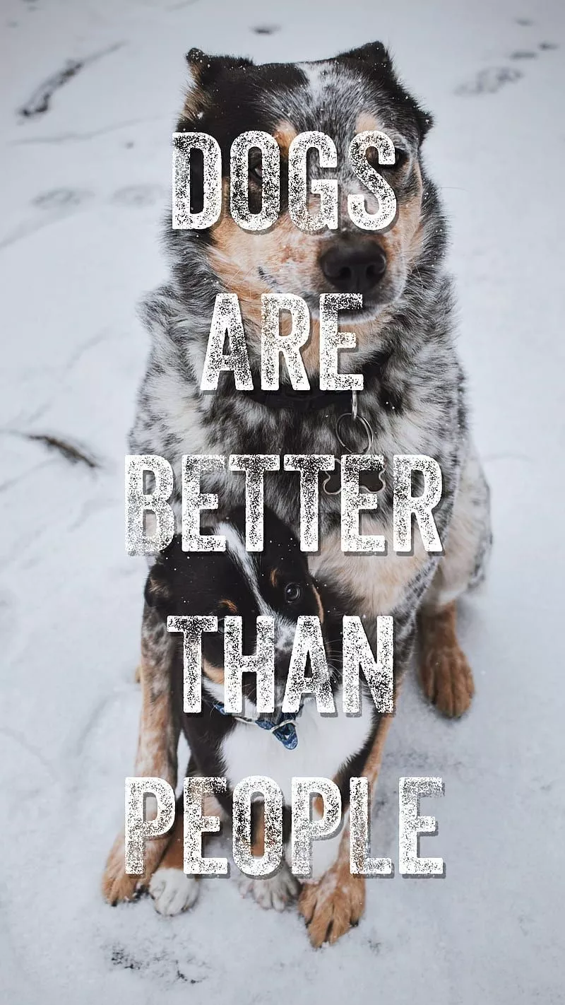 cute, dog lover, dogos, puppy, quote