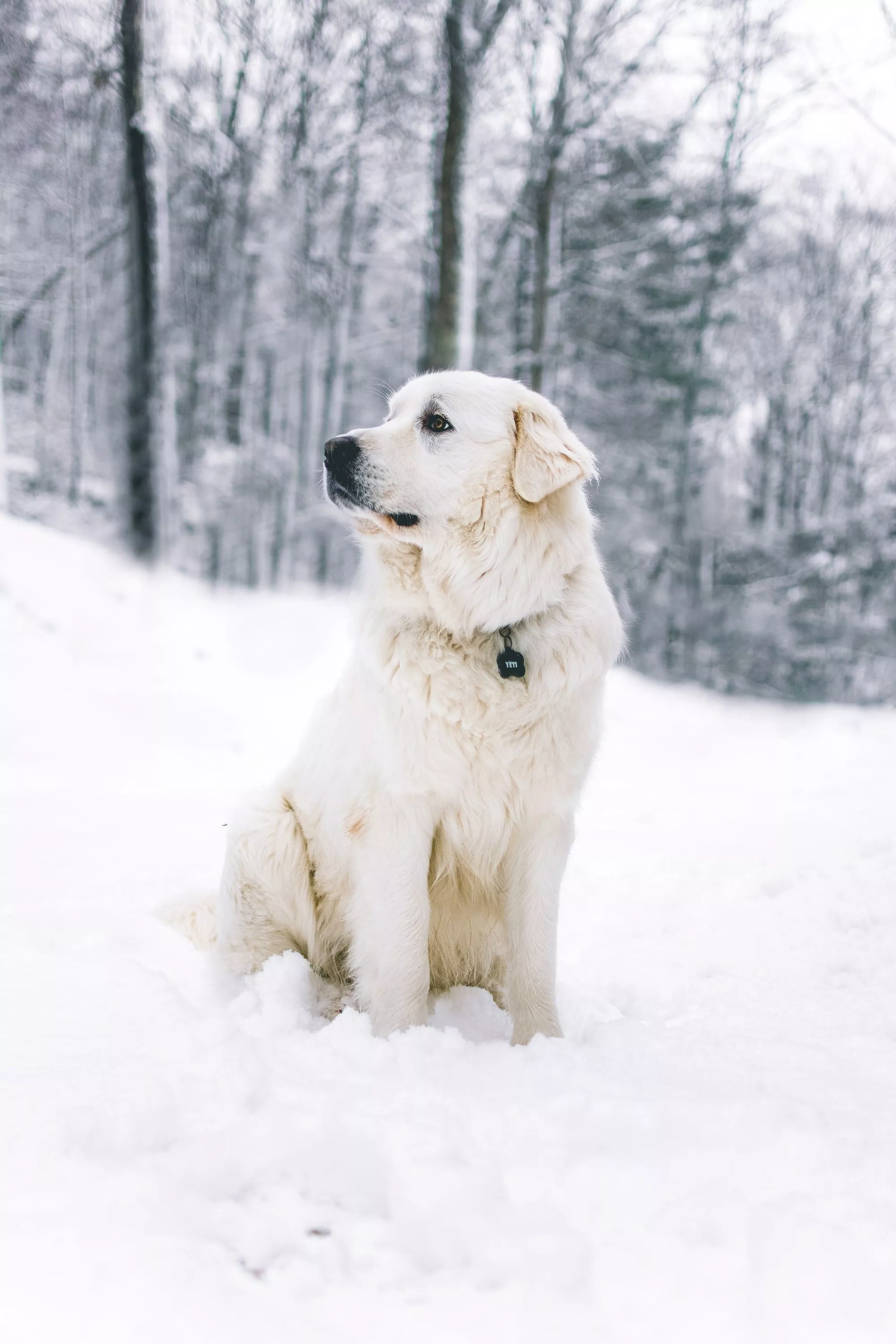 Great Pyrenees Wallpaper