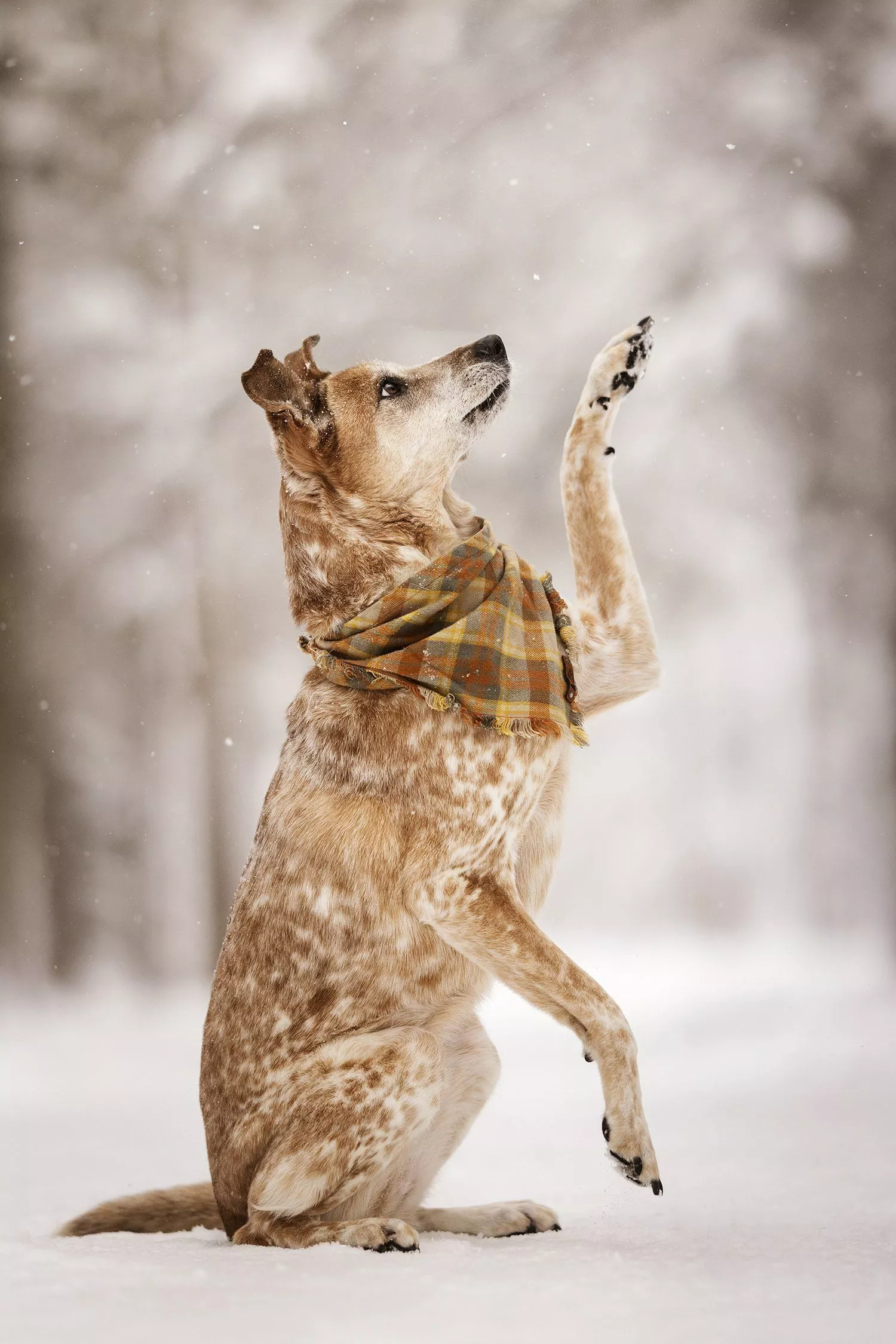 Australian Cattle Dog