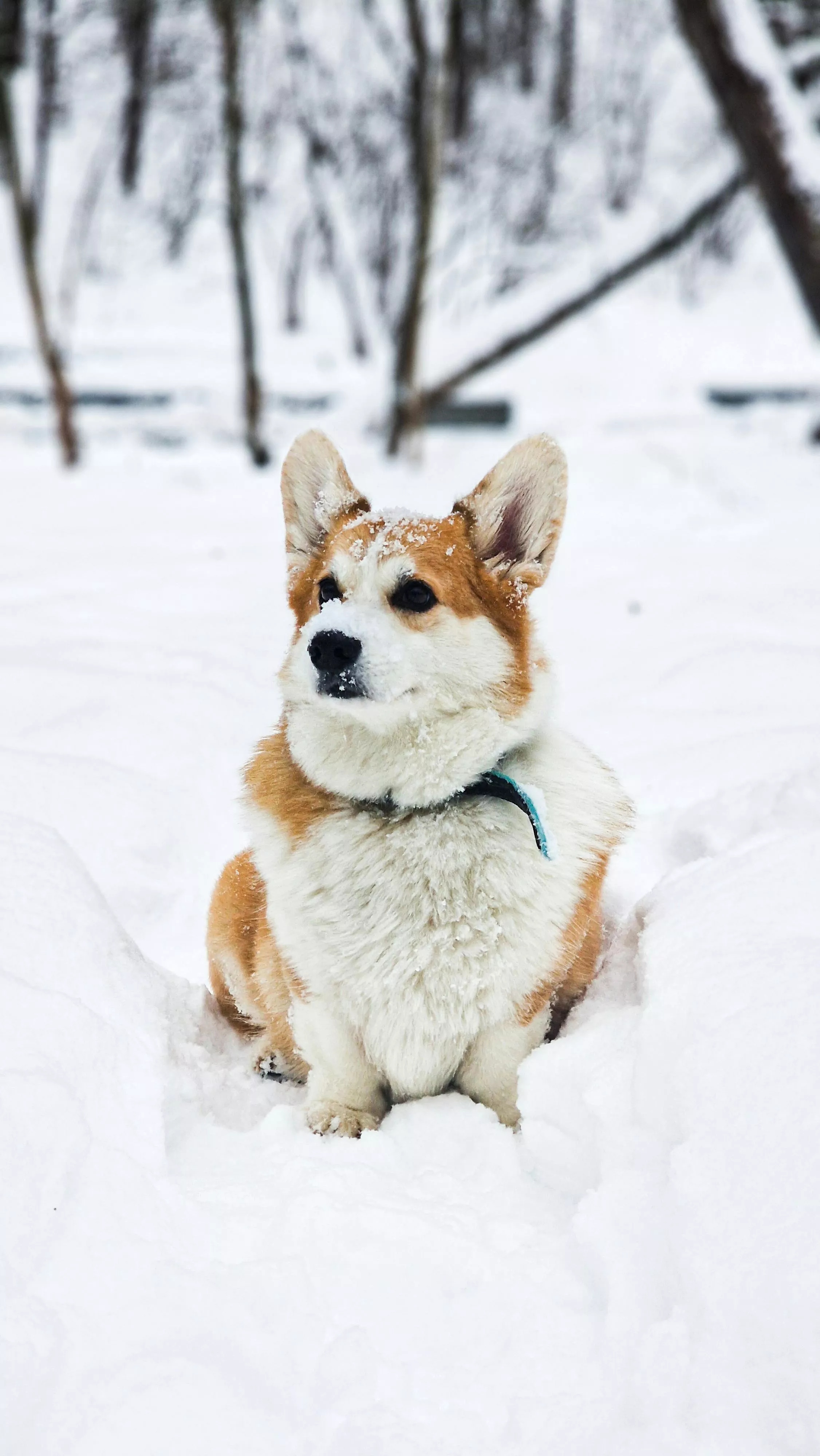 A Corgi Dog Sitting in the Snow · Free