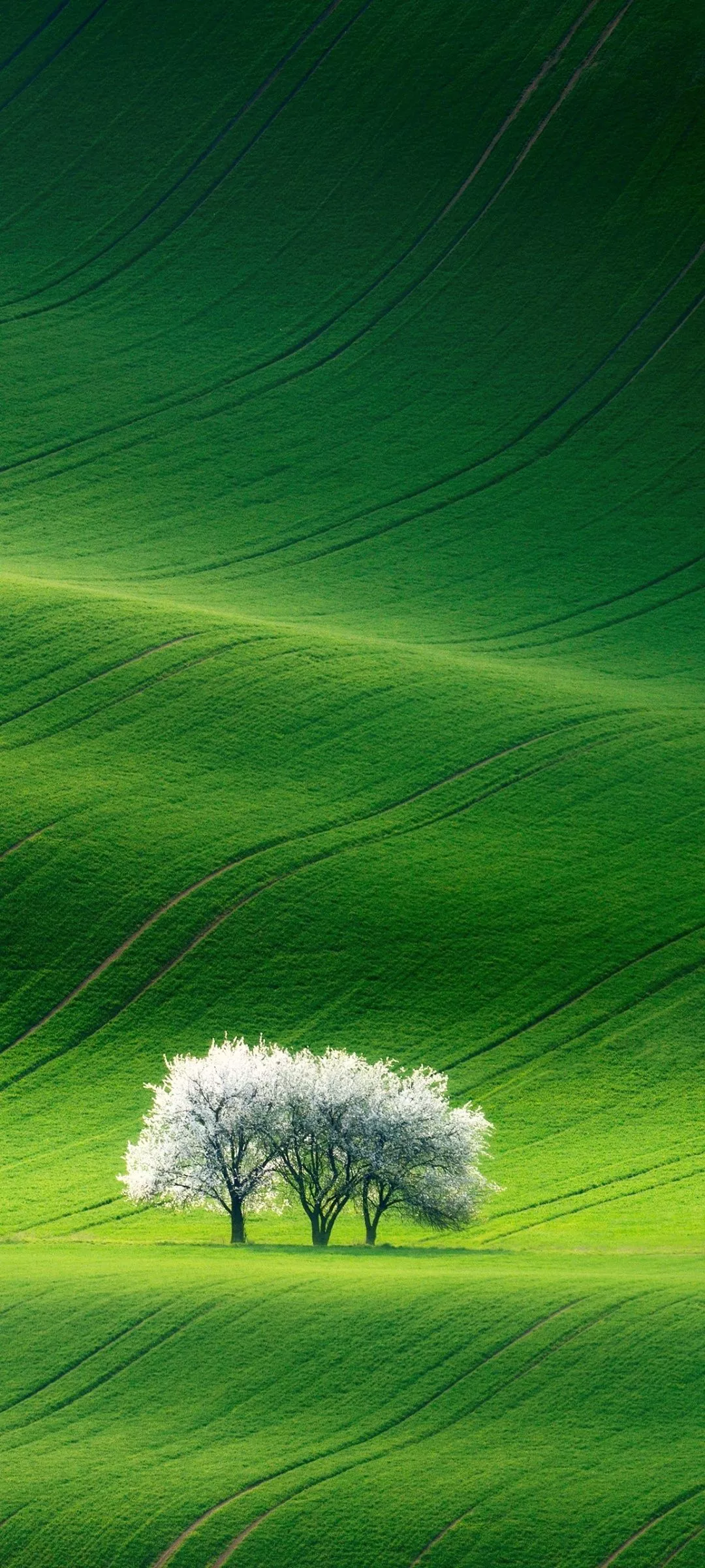 Grassland Wallpaper 4K, Green