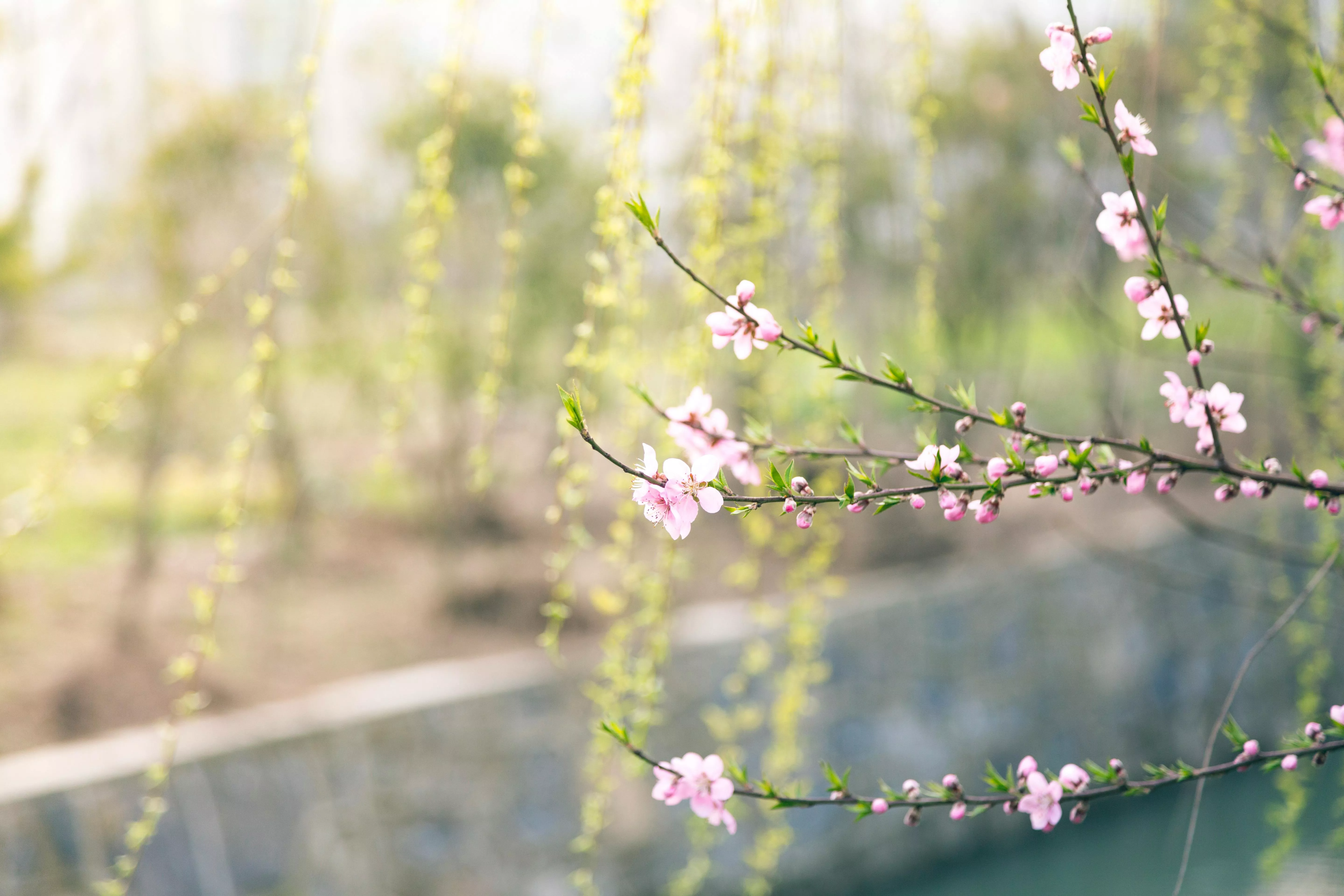 Spring Wallpaper Photo, Download
