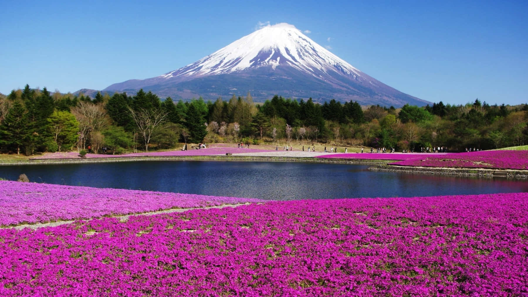 Download Mount Fuji With Spring Flowers