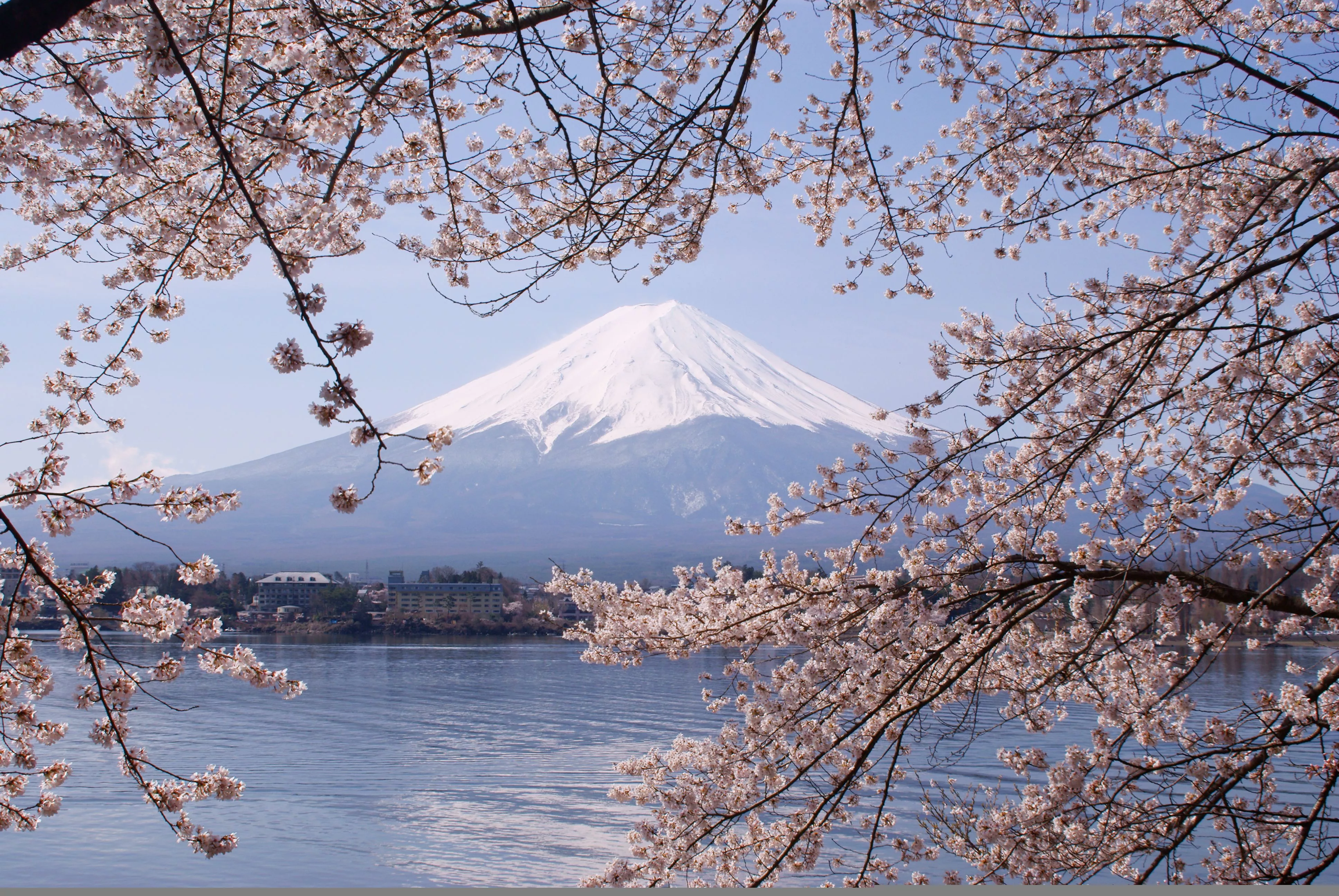 Lake Kawaguchiko Sakura Mount Fuji