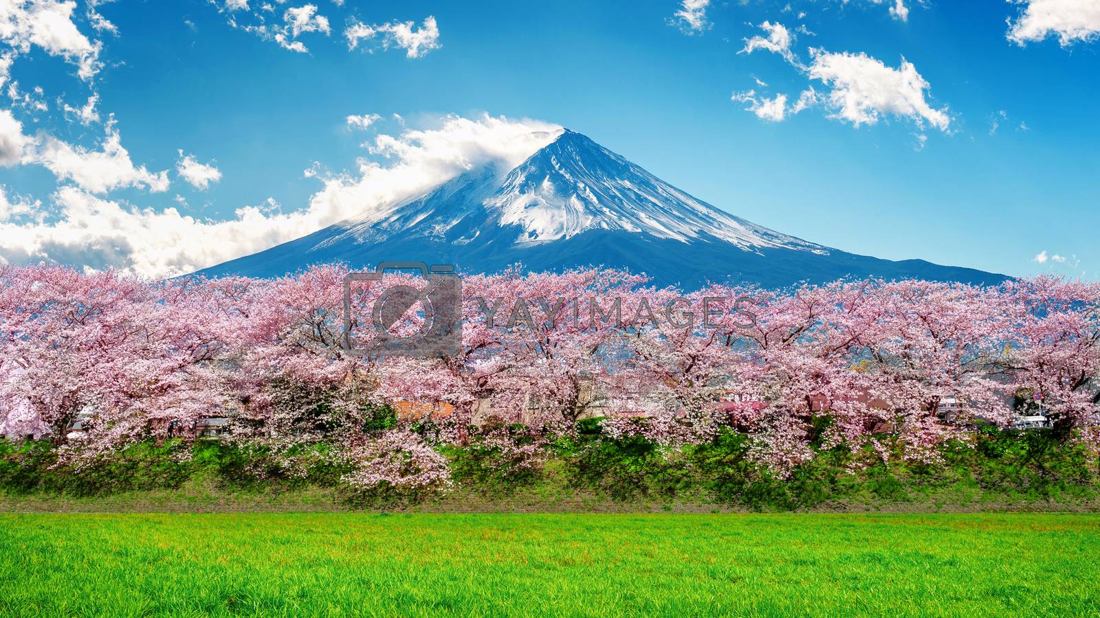 Fuji mountain and cherry blossom