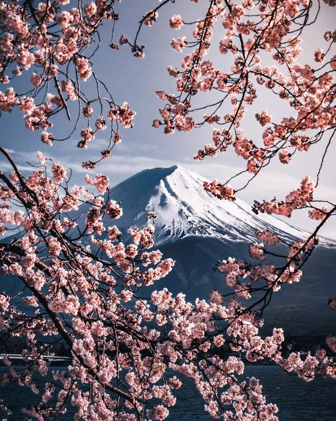 cherry blossoms that surround Mt. Fuji
